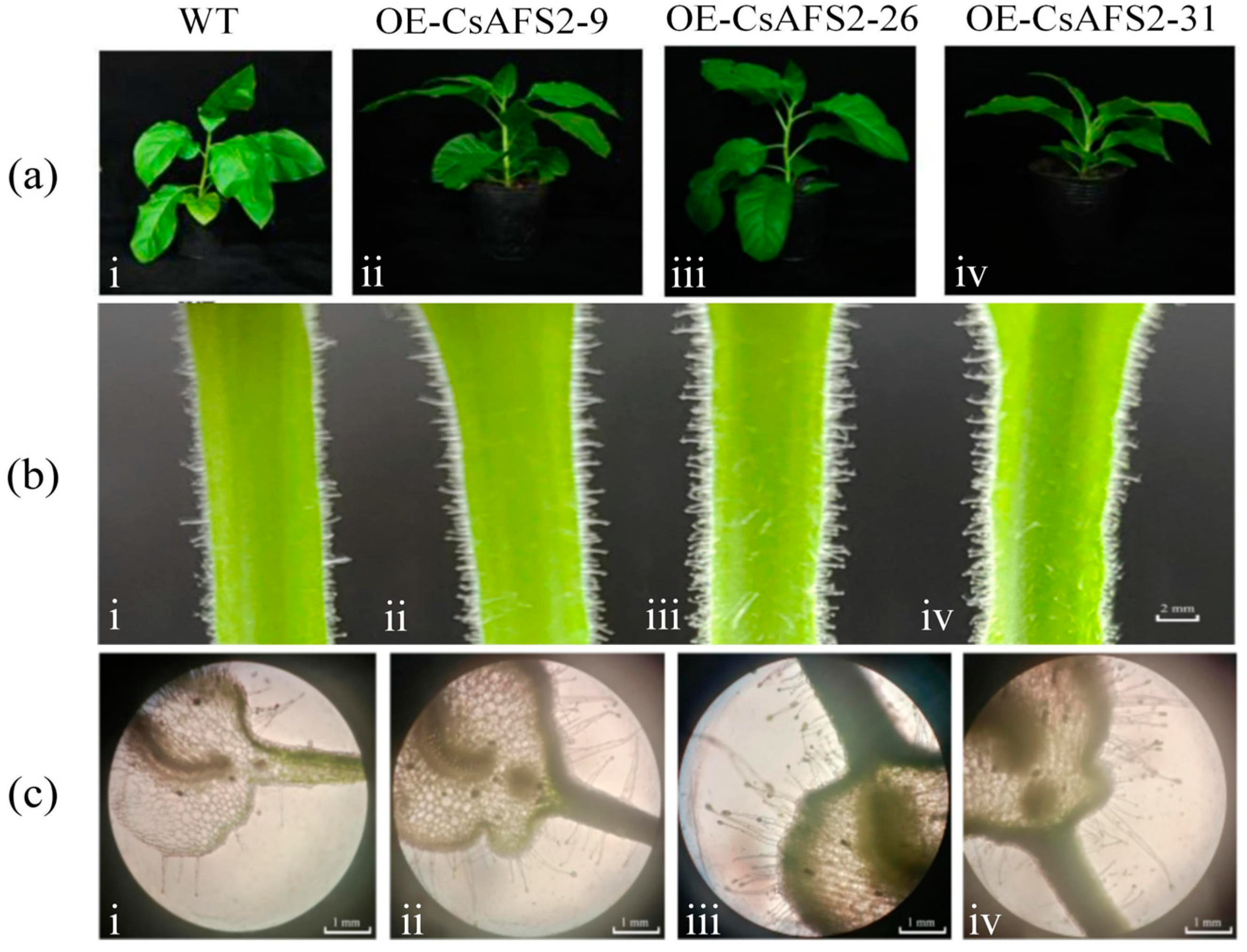 Forests 15 00380 g006