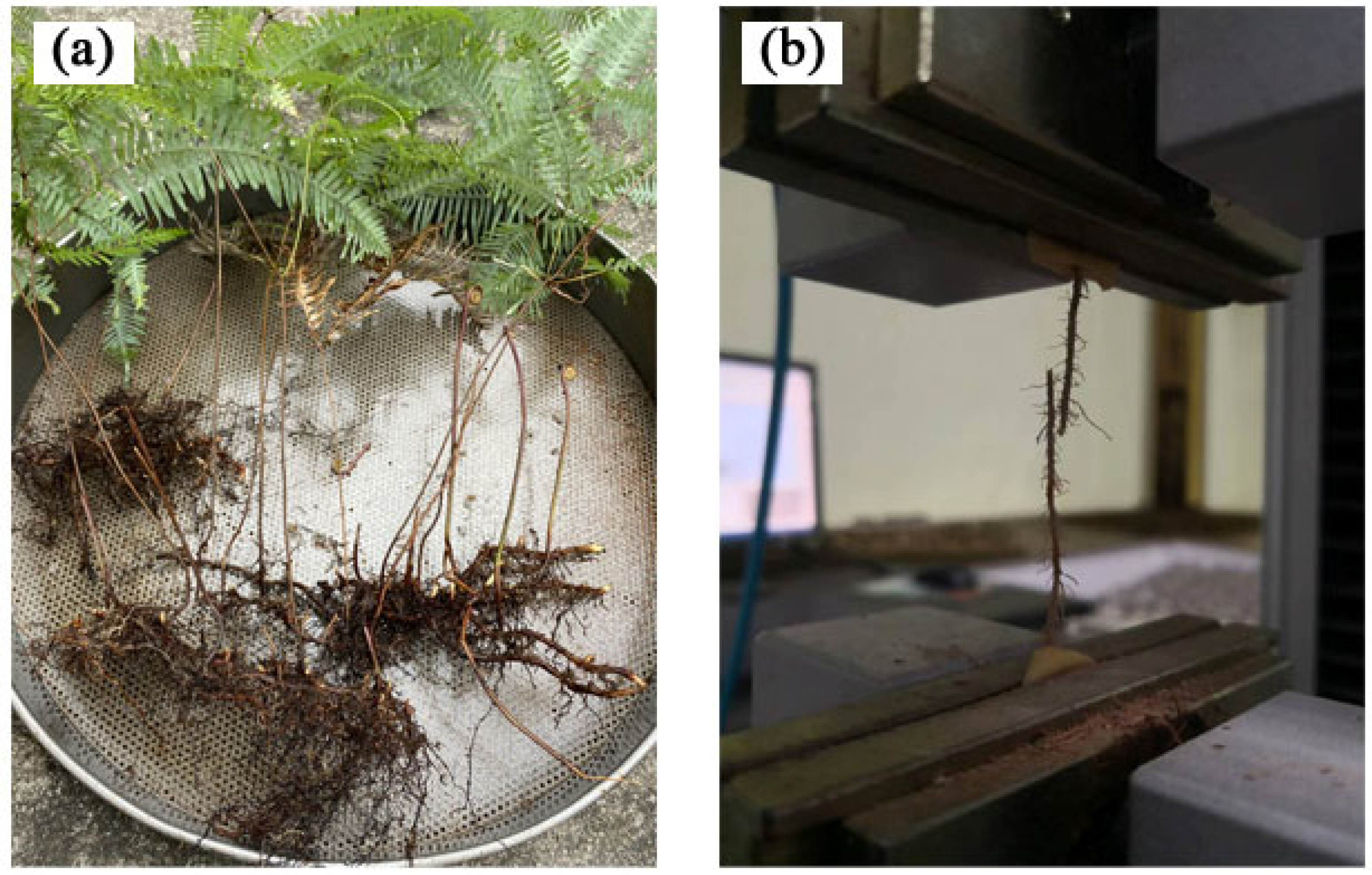 Forests 15 00460 g002