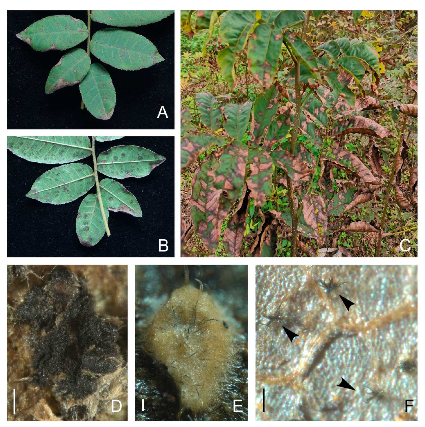 Forests 15 00490 g001