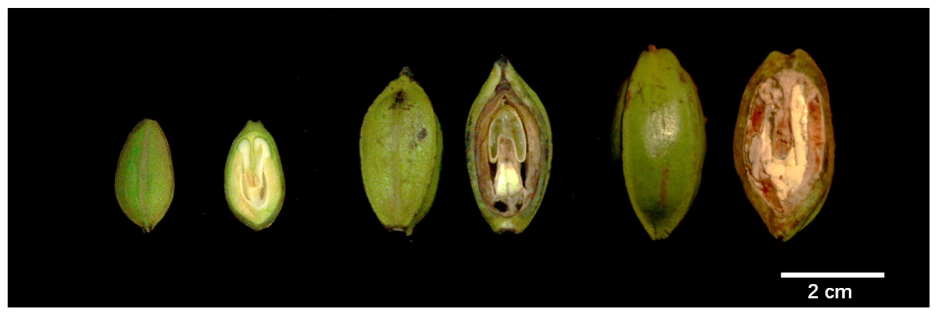 Forests 15 00535 g001