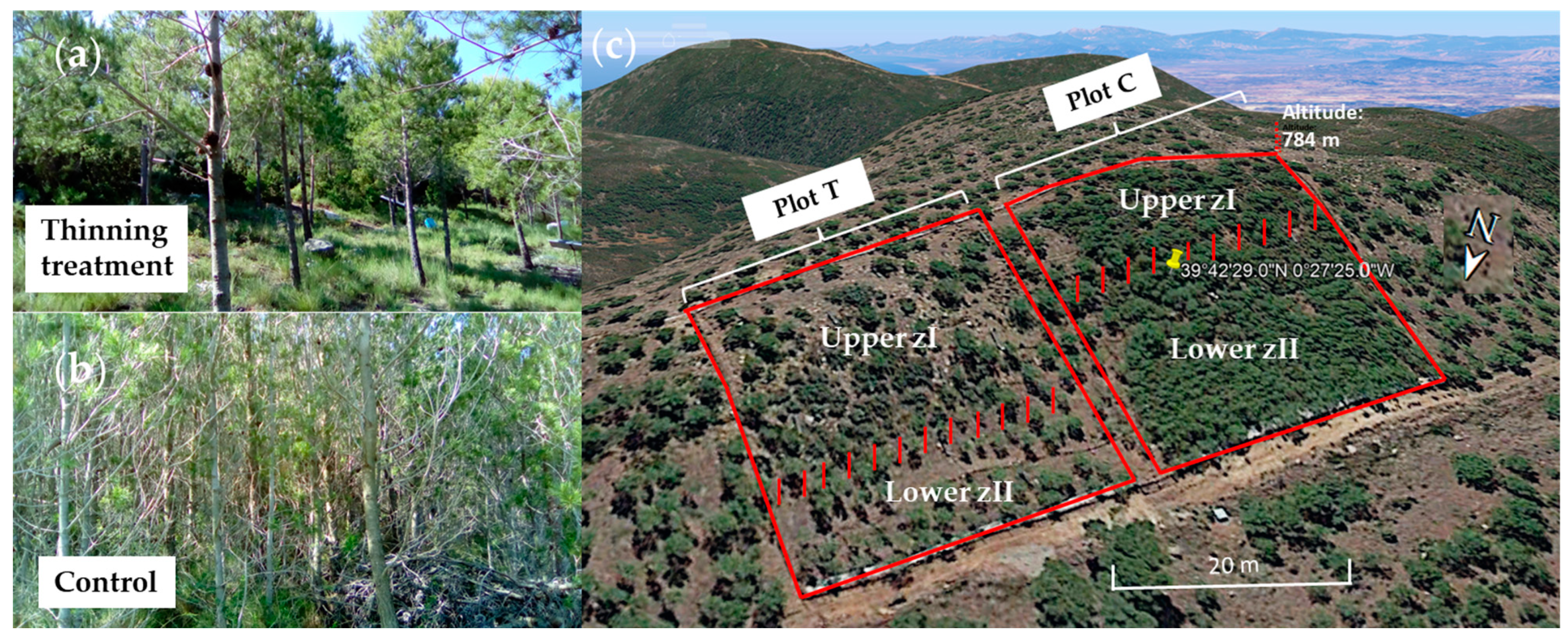 Forests 15 00658 g001