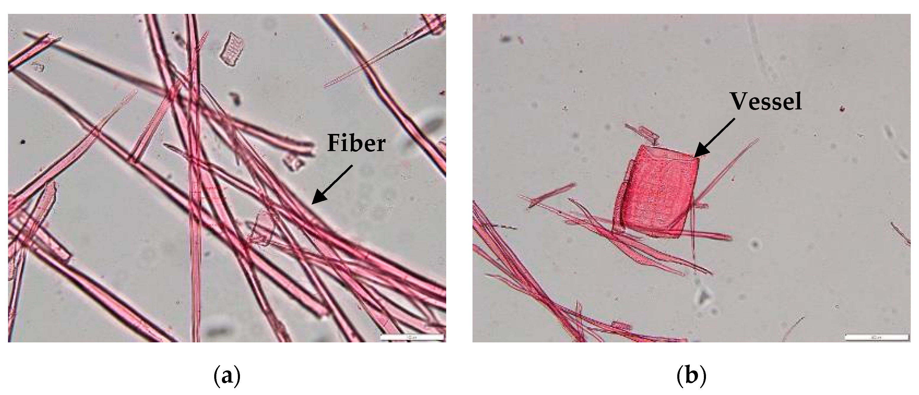 Forests 15 00669 g005 Forests 15 00669 g005