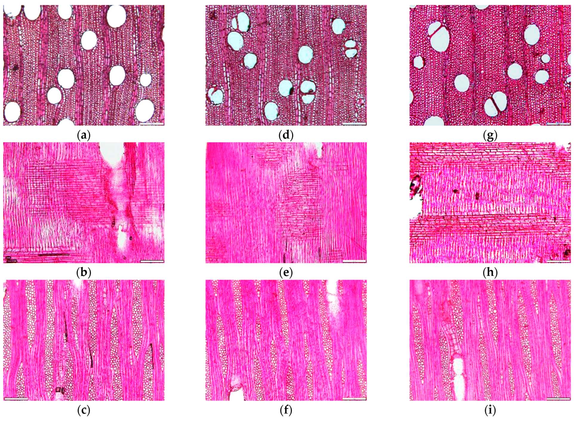 Forests 15 00669 g006 Forests 15 00669 g006