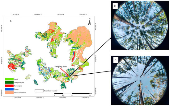 Forests | Free Full-Text | Response of Soil Physicochemical 