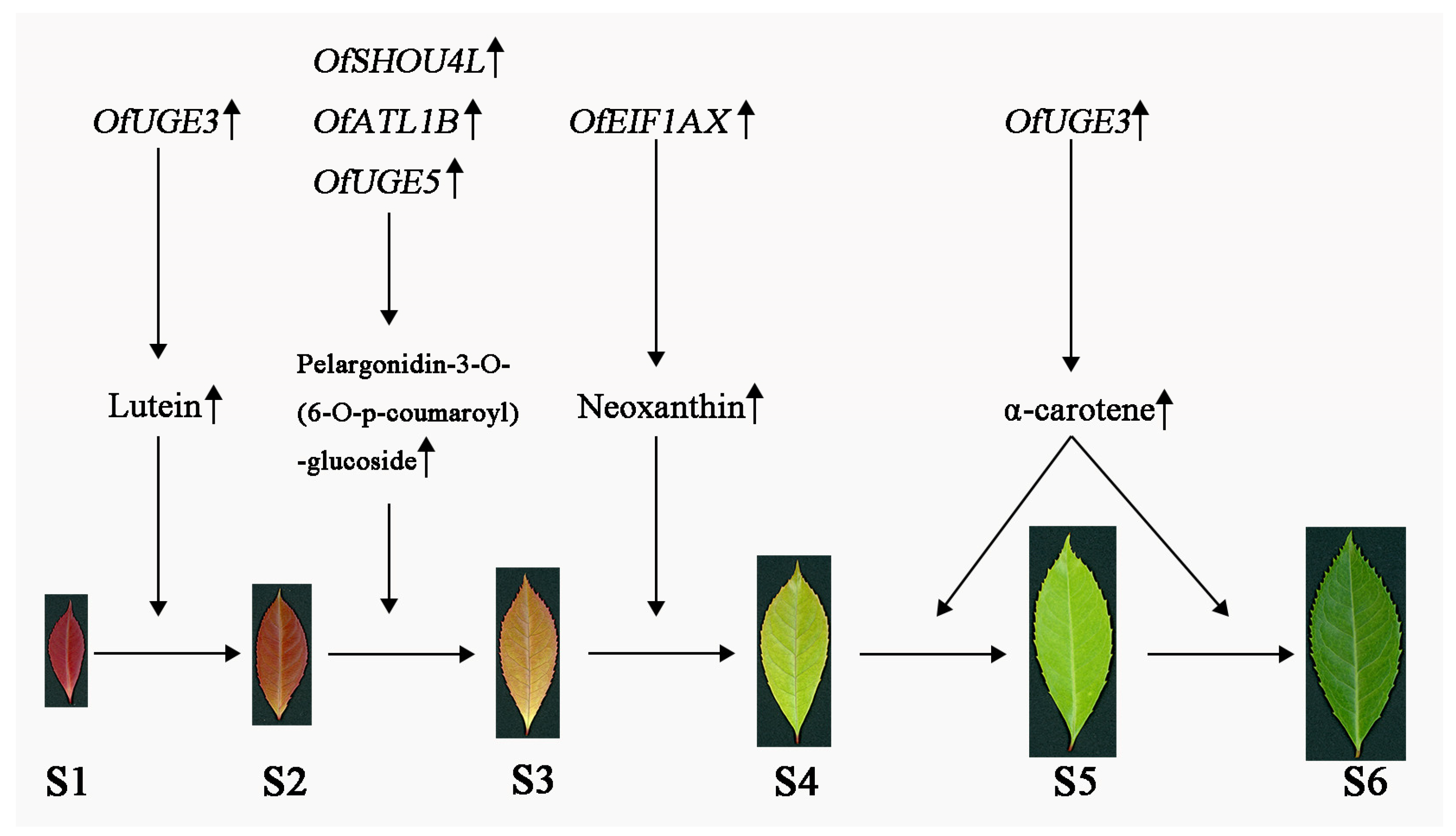 Forests 15 00709 g007