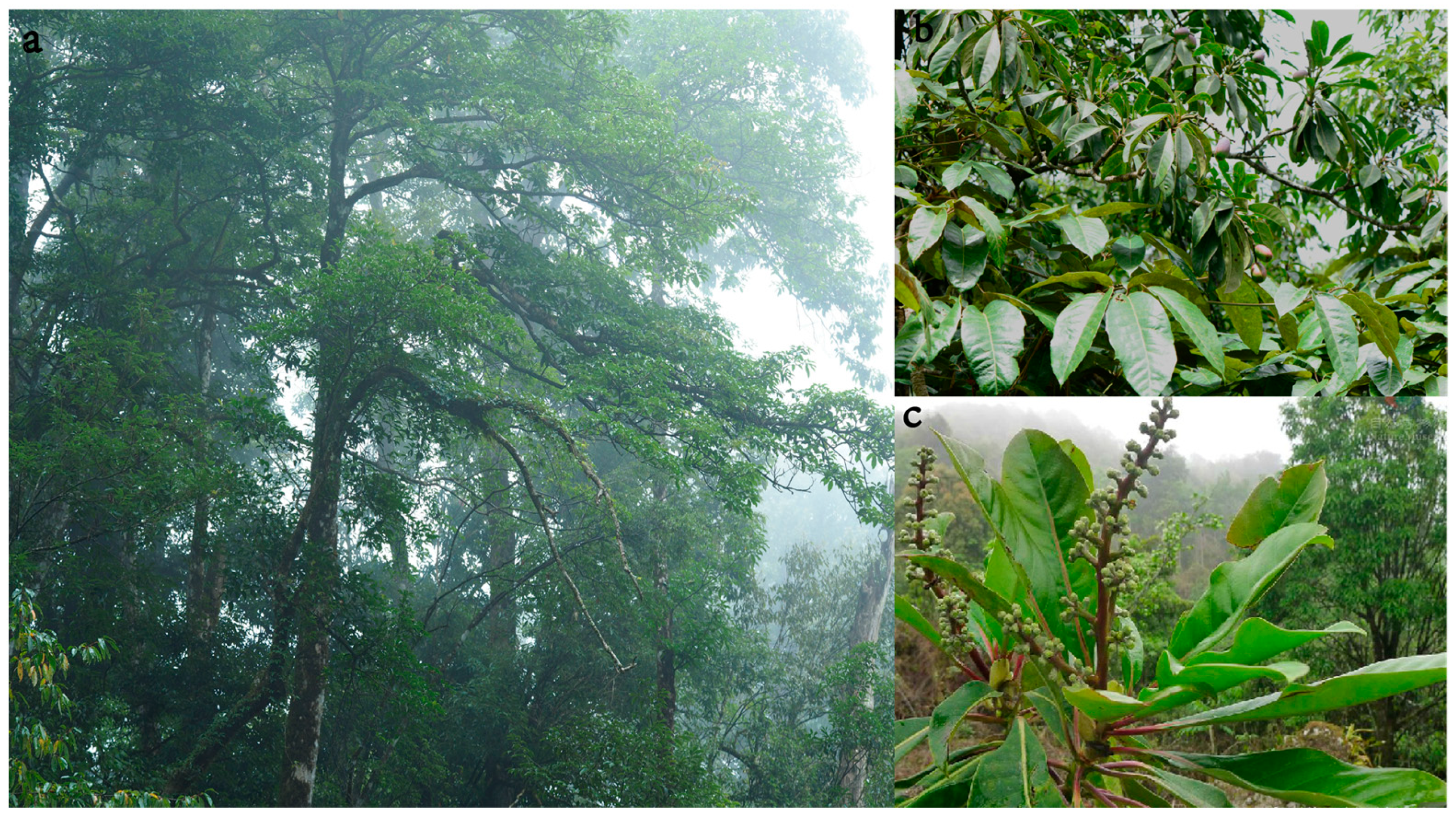 Forests 15 00766 g001