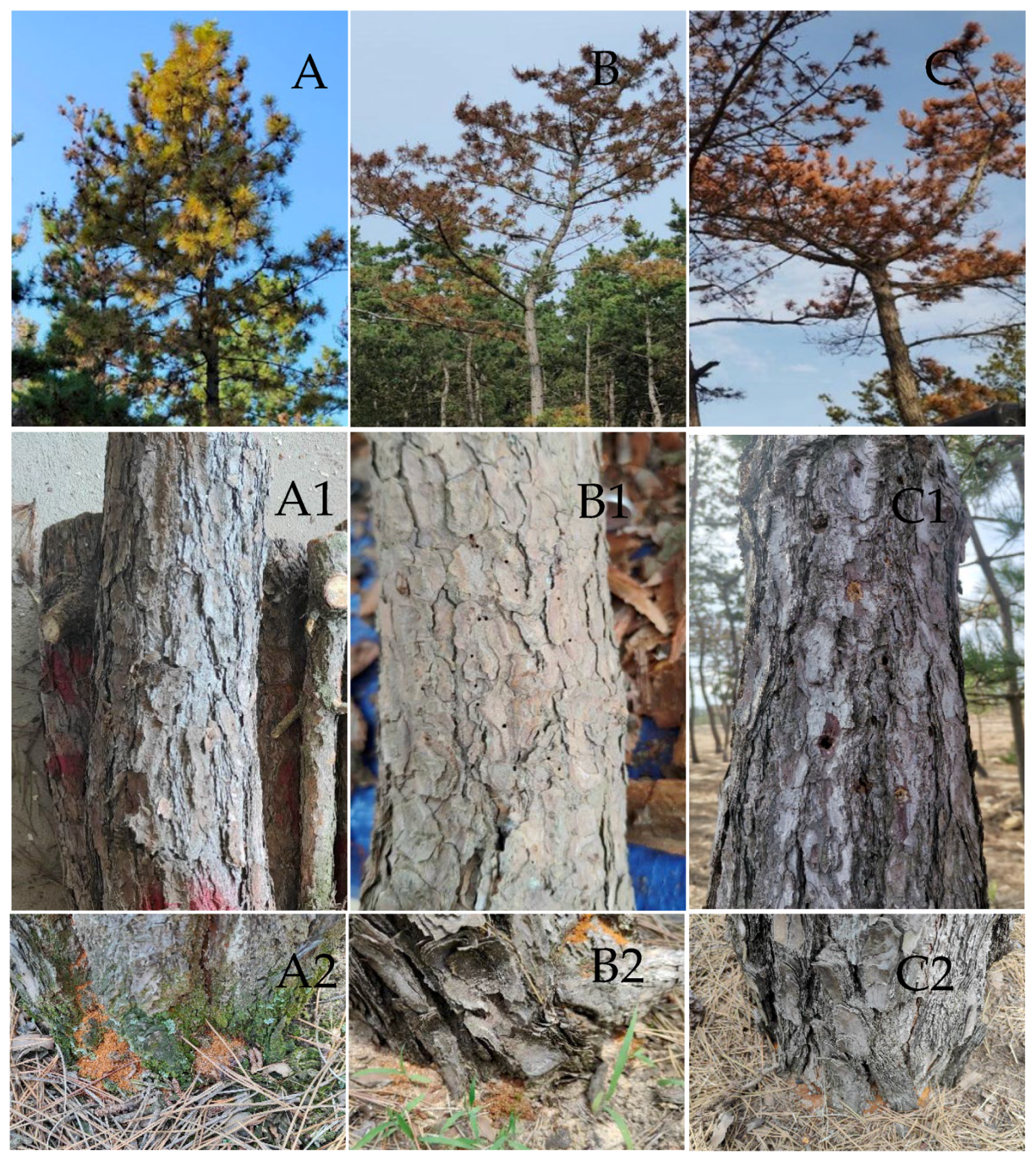 Forests 15 00792 g001