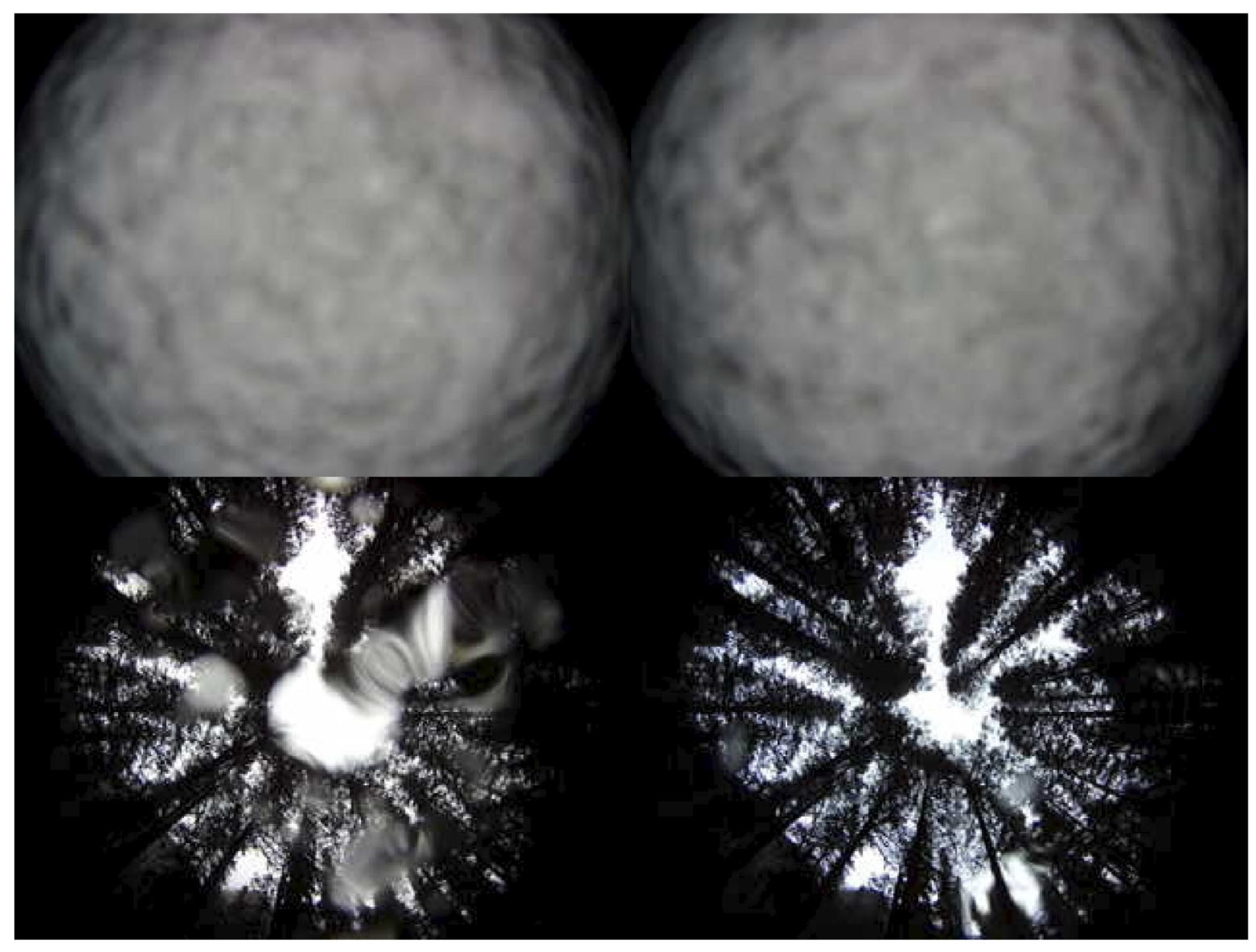 Forests 15 00868 g016