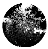 Forests 15 00876 i001