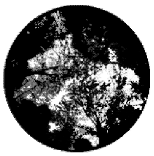 Forests 15 00876 i006