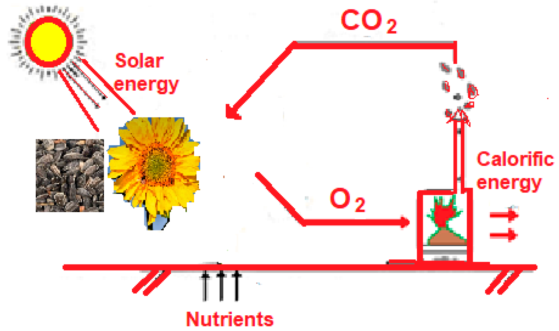 Forests 15 00902 g001
