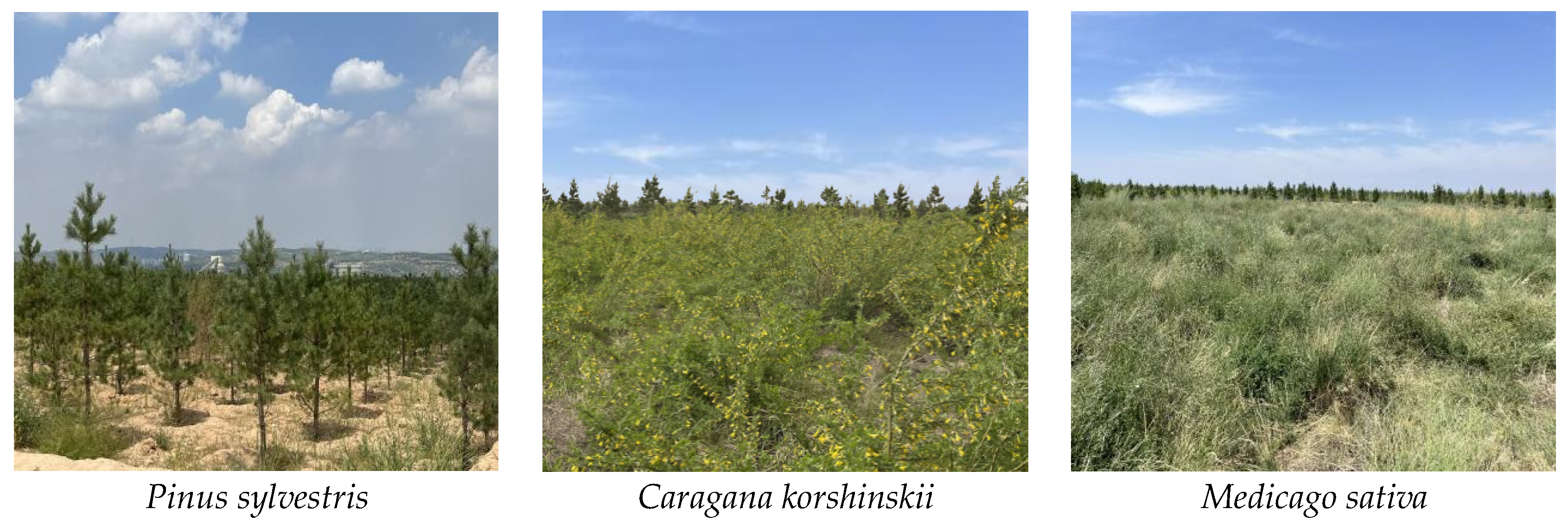 Forests 15 00906 g002