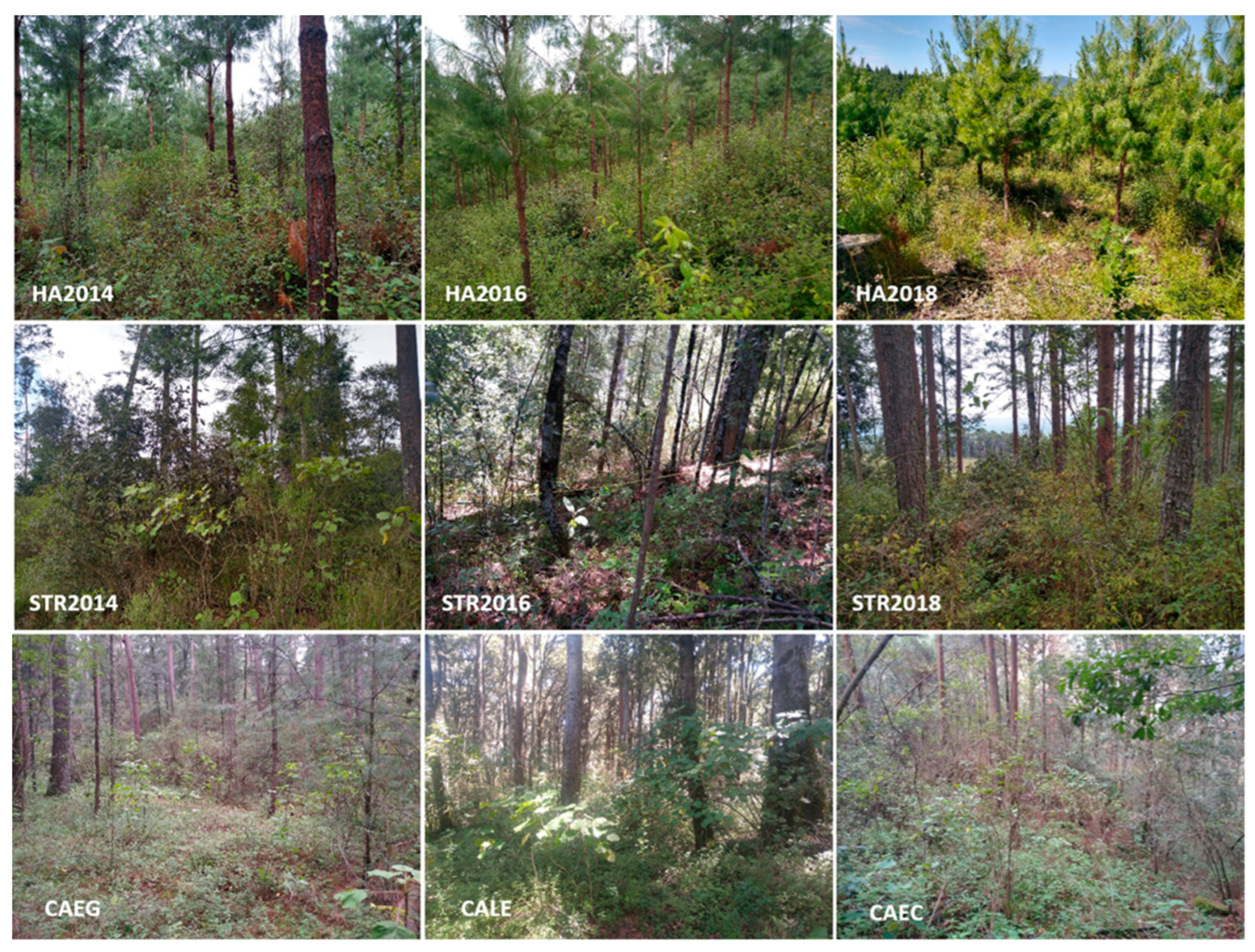 Forests 15 00920 g003