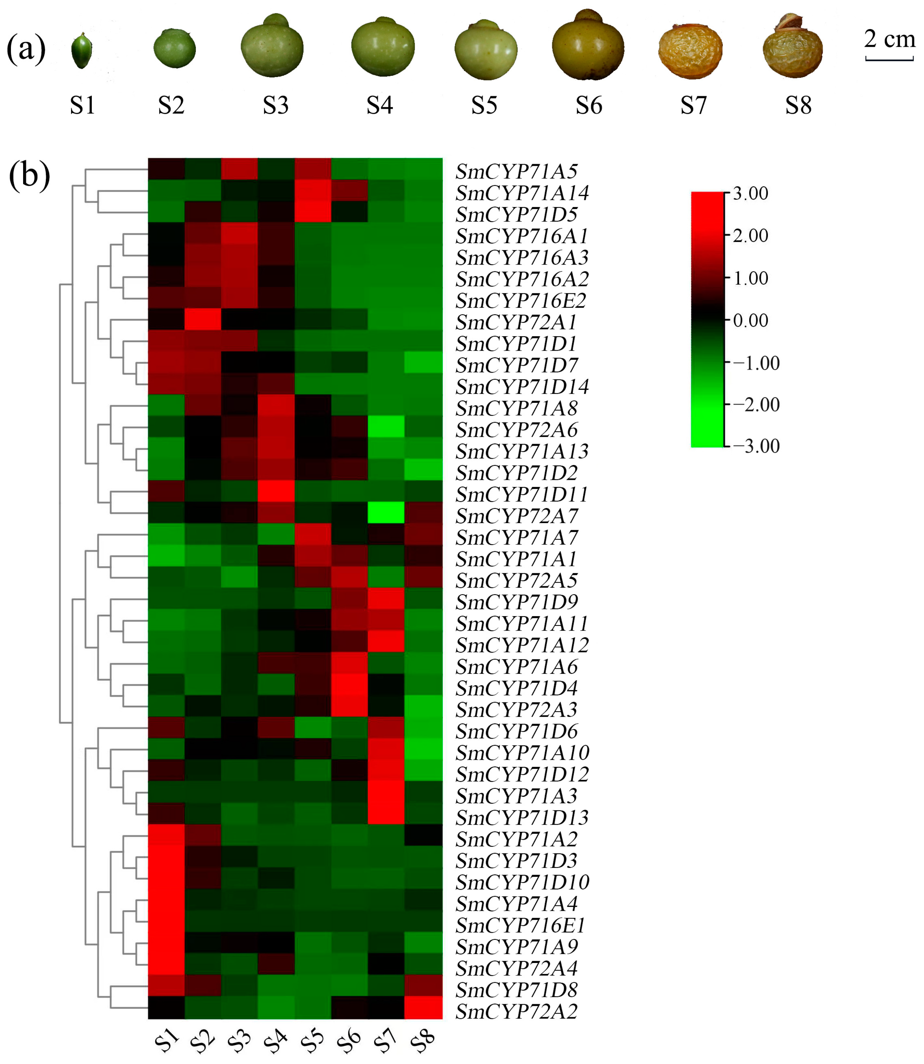 Forests 15 00926 g007