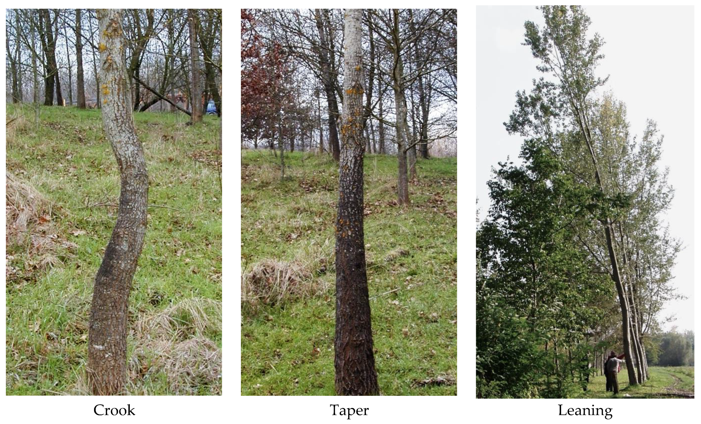 Forests 15 00943 g002