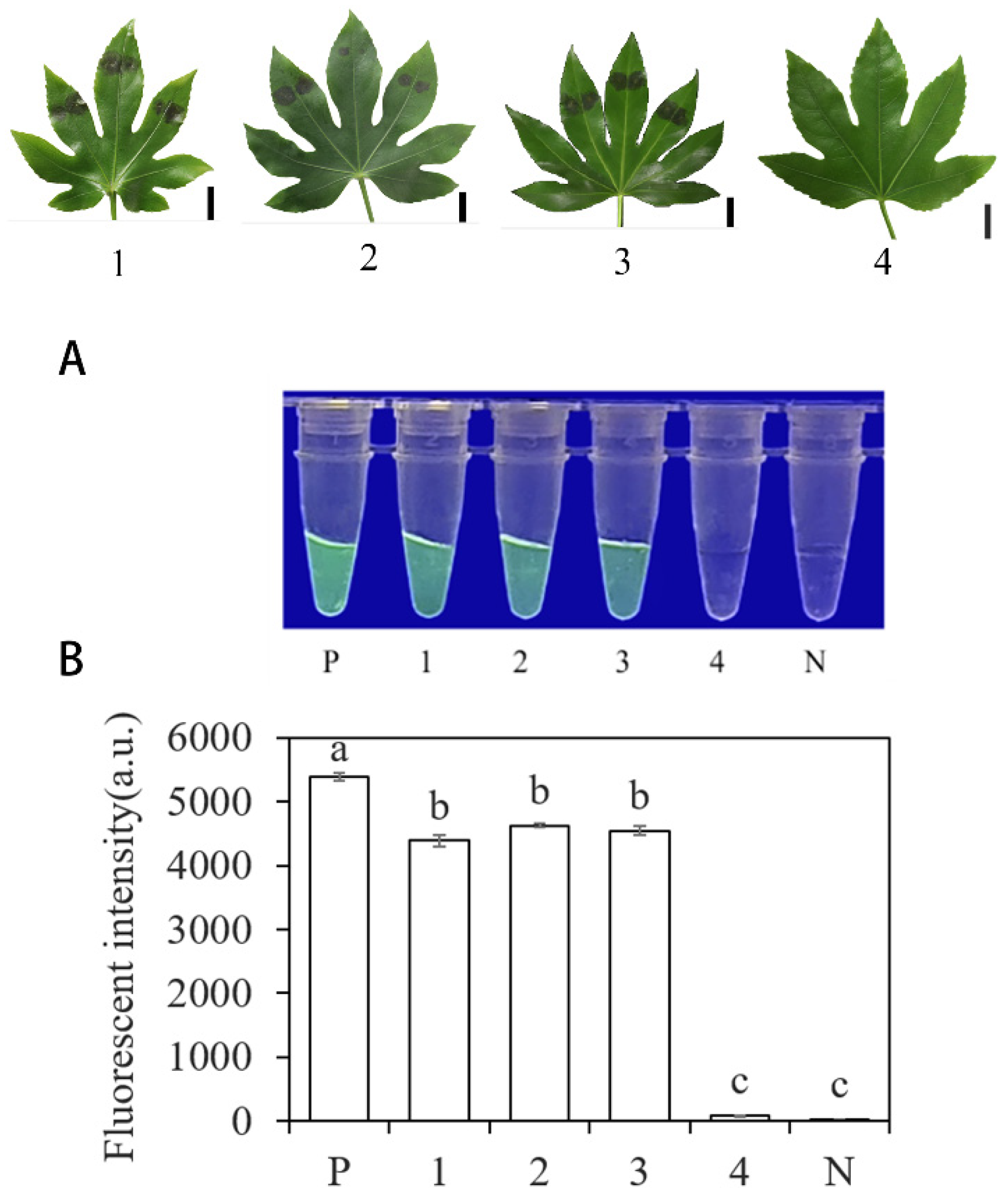 Forests 15 00952 g008