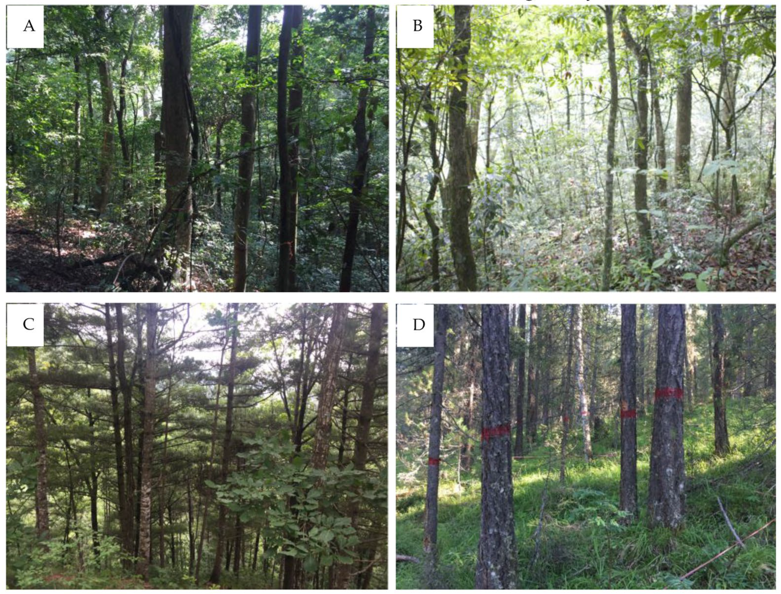 Forests 15 00954 g001