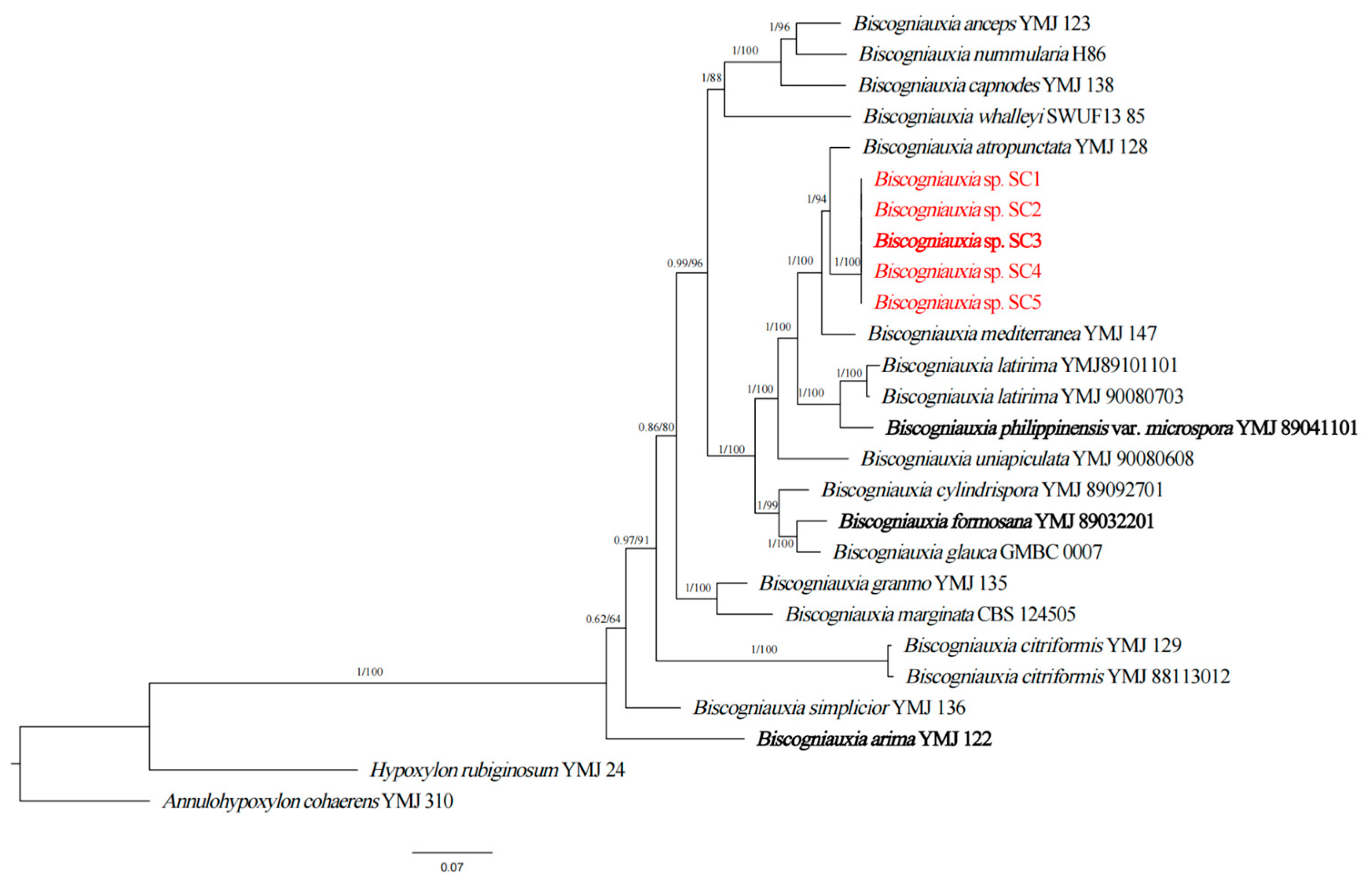 Forests 15 00956 g002 Forests 15 00956 g002