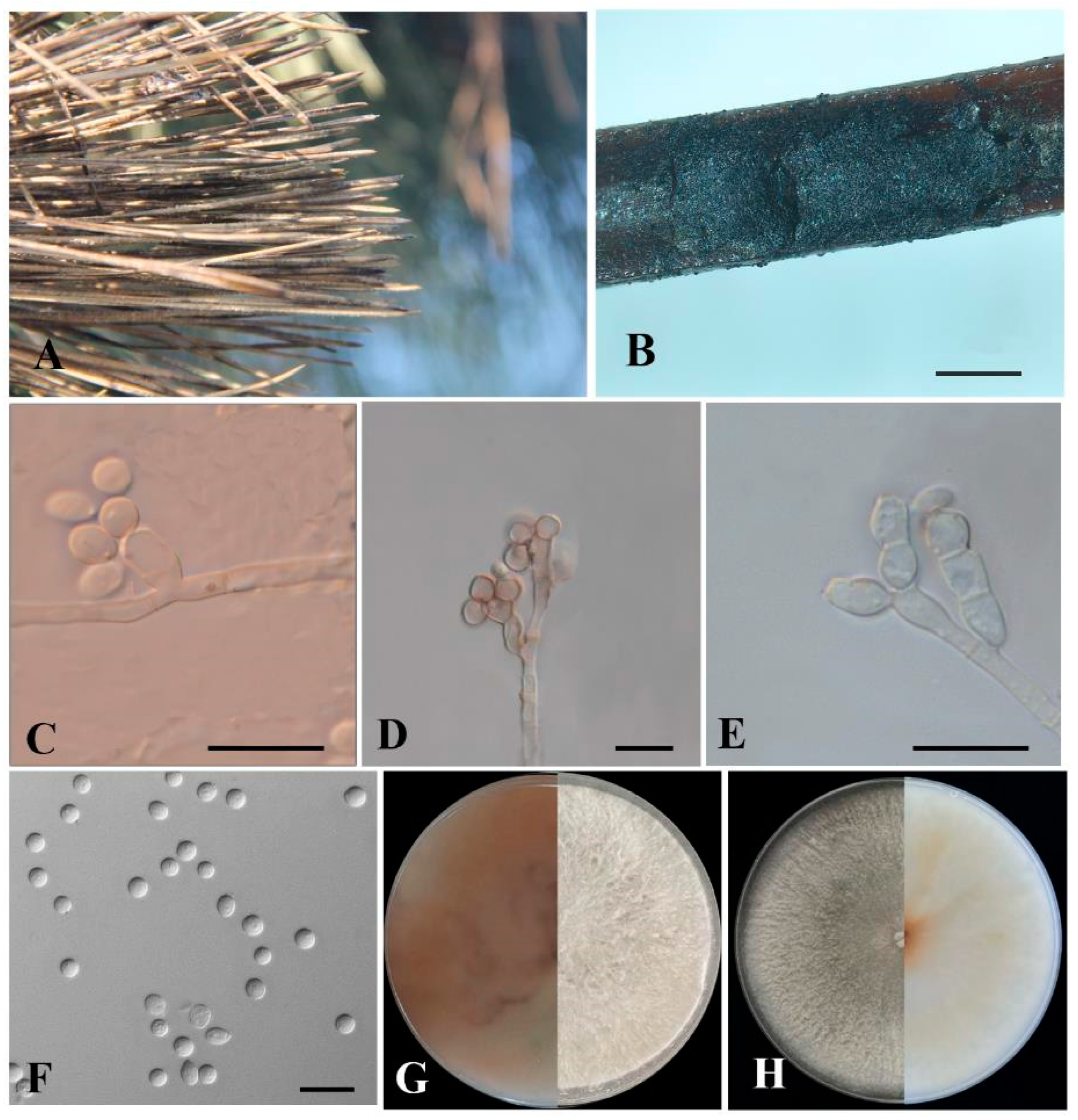 Forests 15 00956 g004 Forests 15 00956 g004