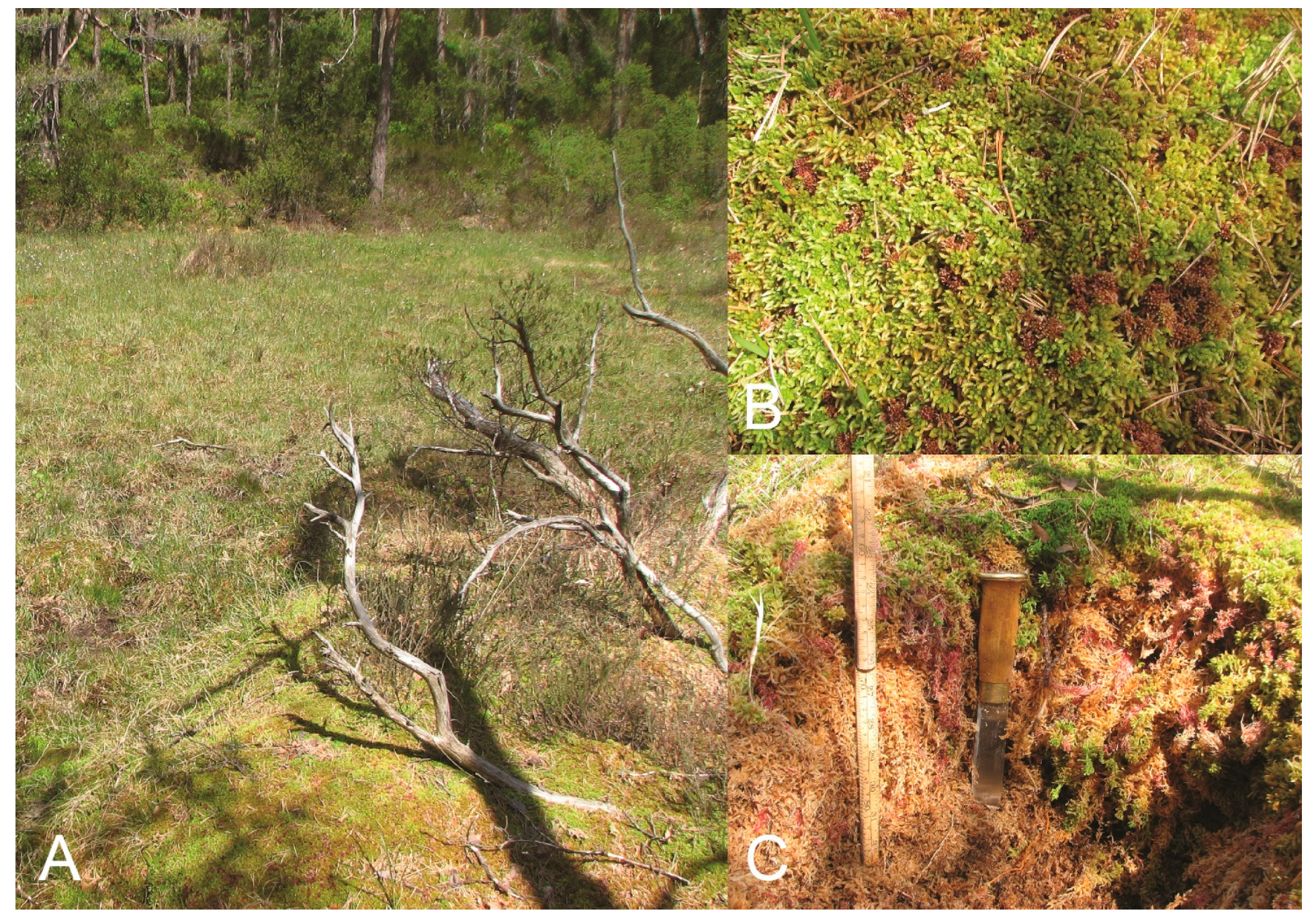 Forests 15 00957 g002