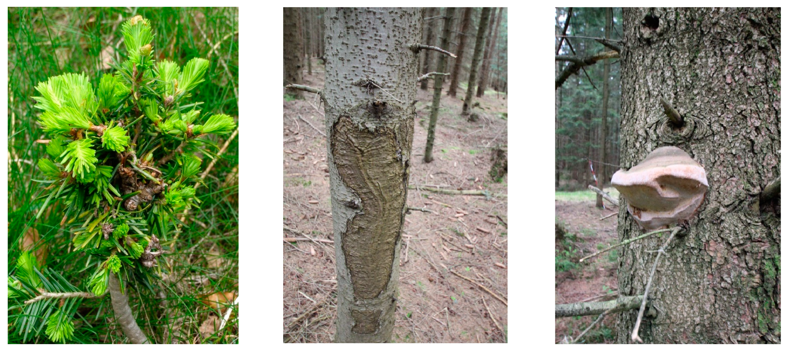 Forests 15 00998 g003 Forests 15 00998 g003