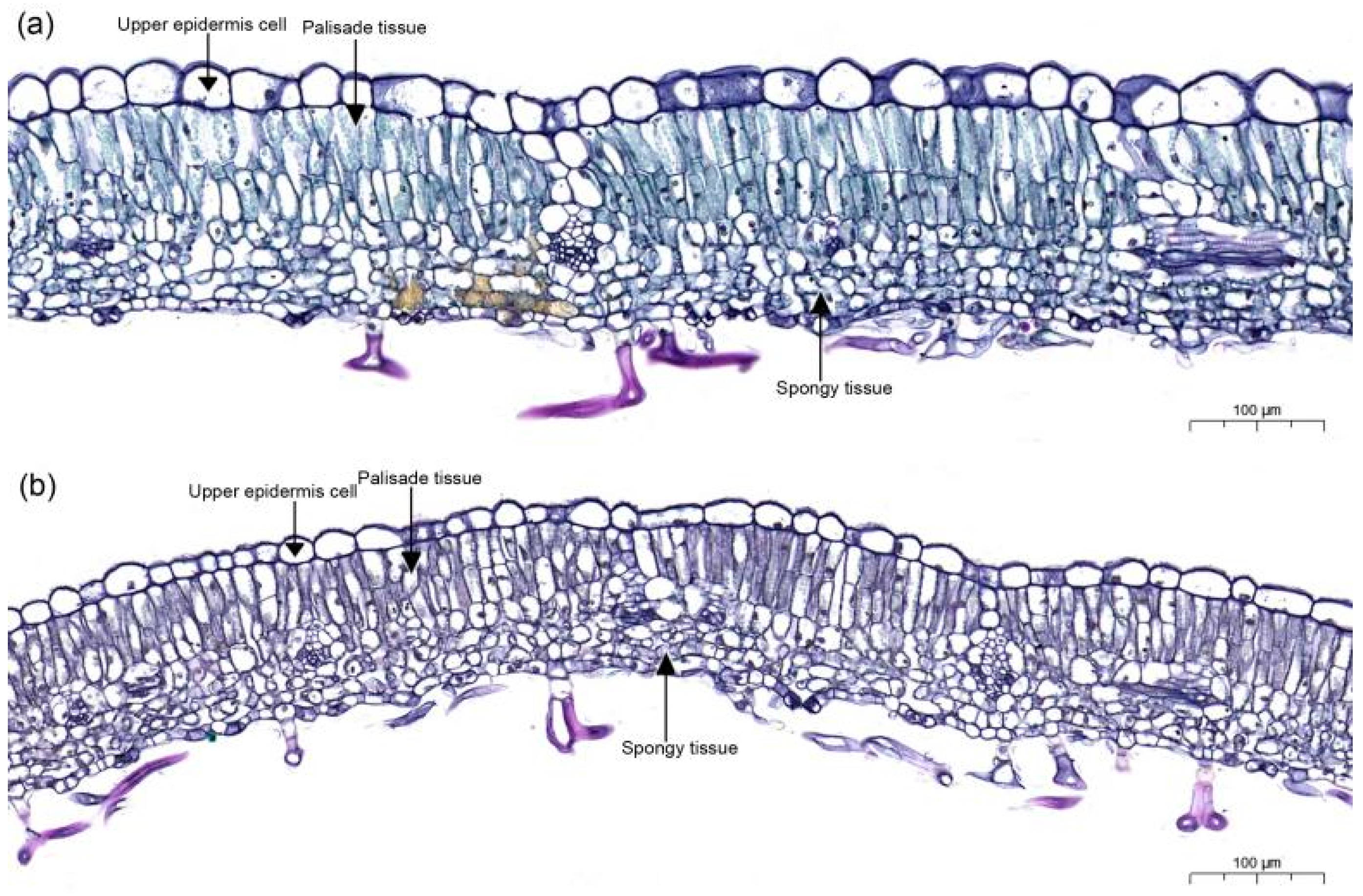 Forests 15 01007 g002