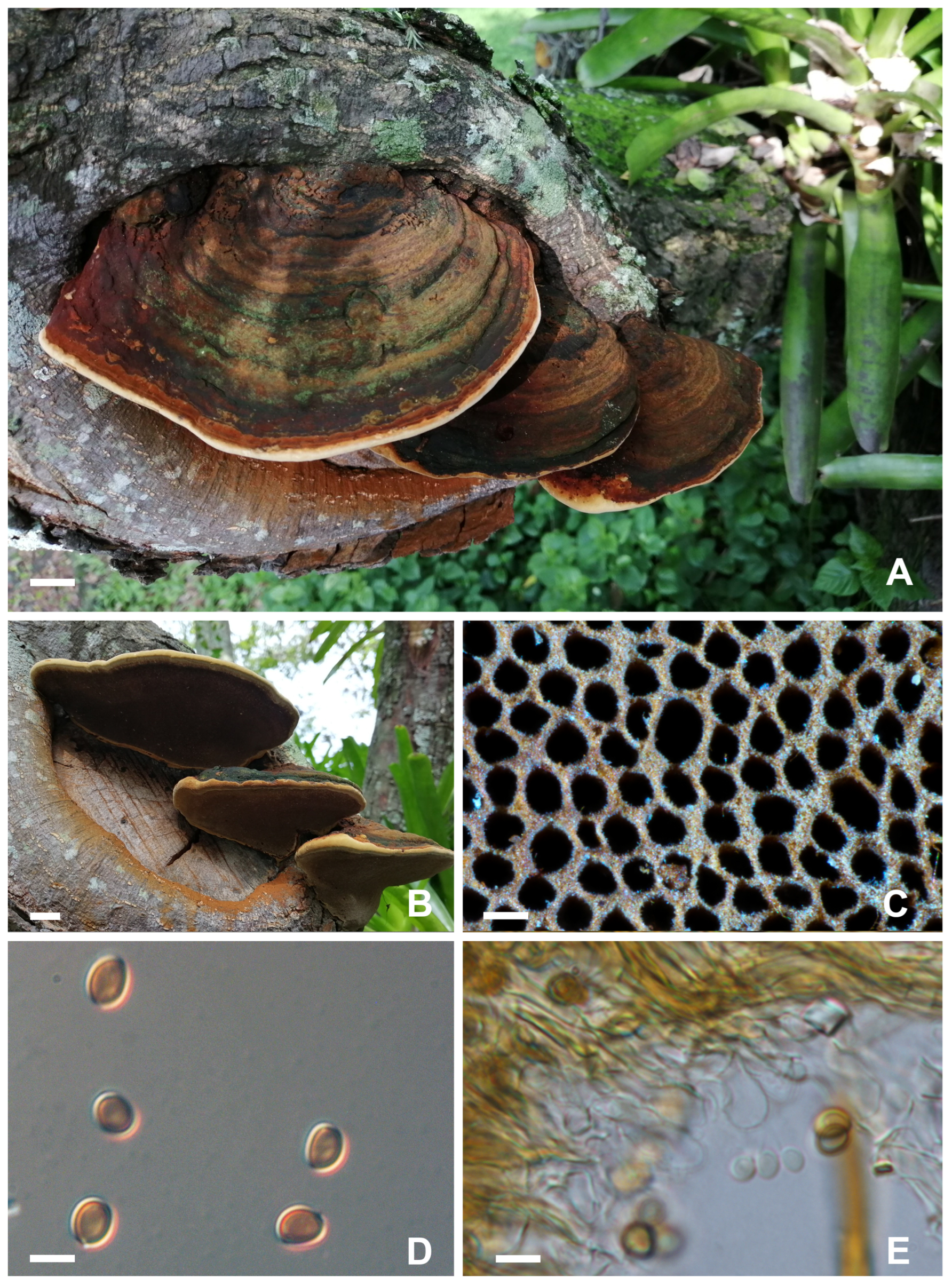 Forests 15 01008 g001