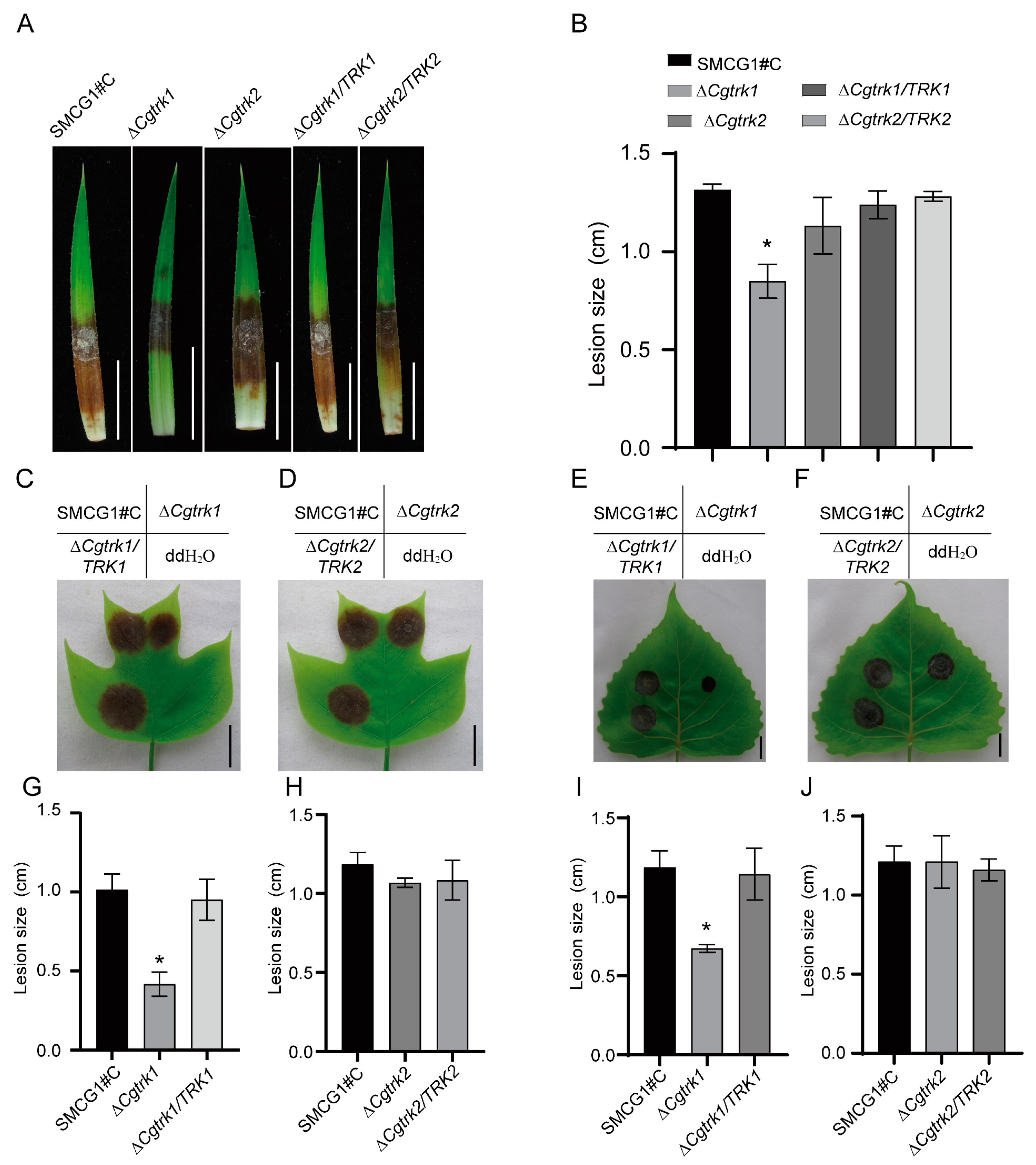 Forests 15 01044 g004 Forests 15 01044 g004