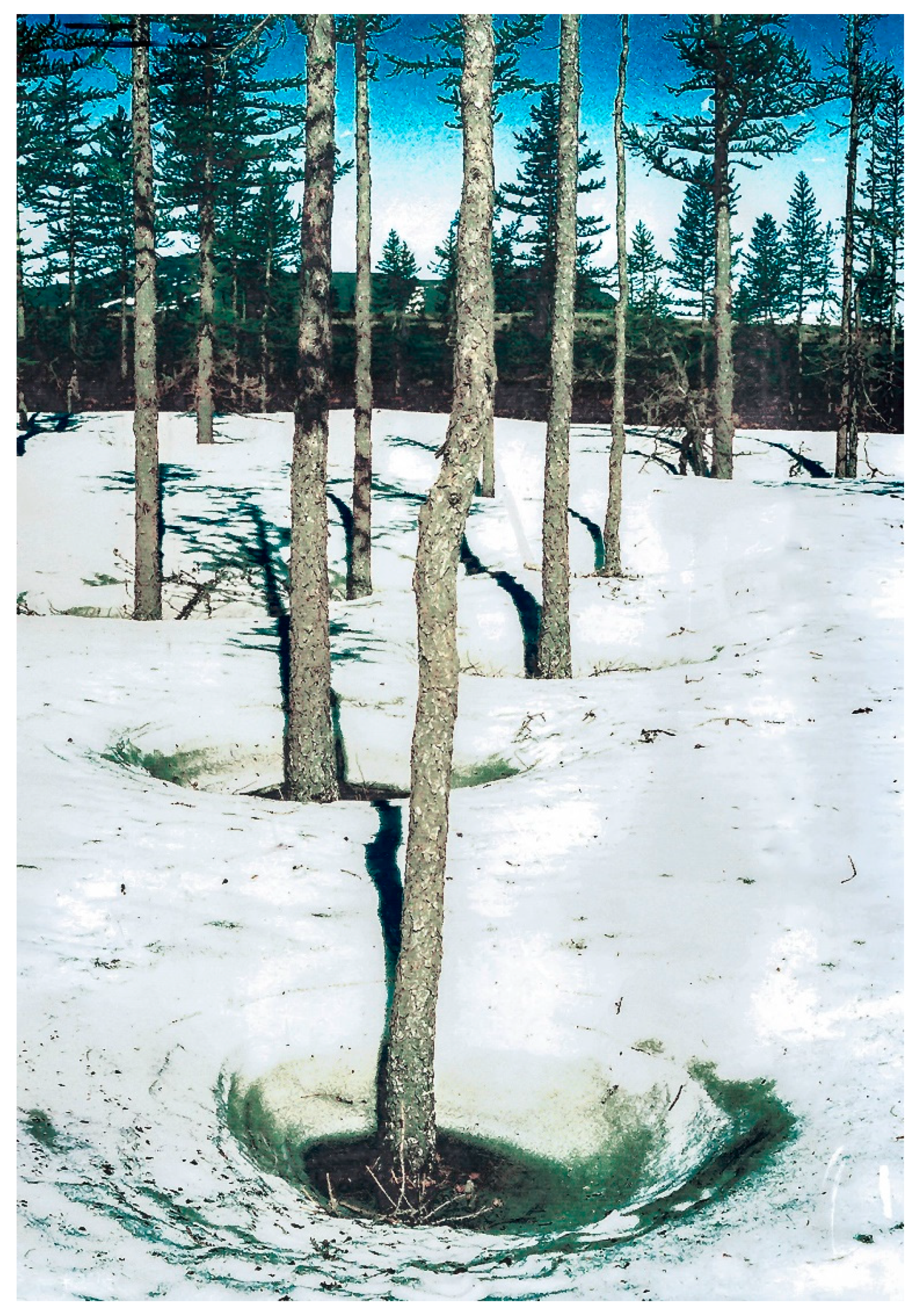 Forests 15 01054 g014