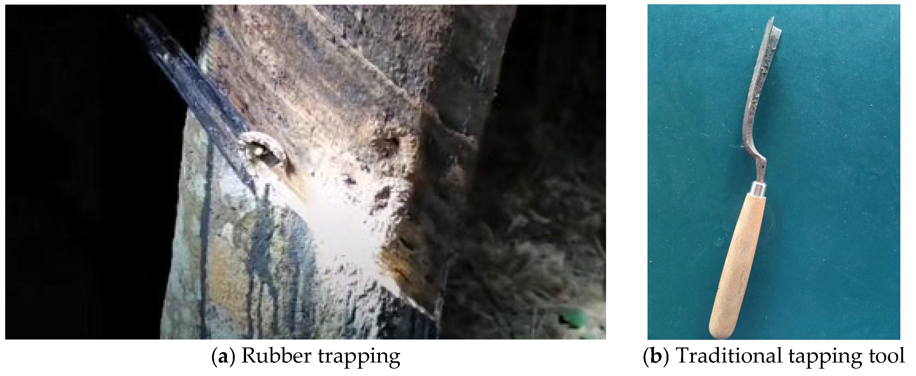 Forests 15 01071 g001