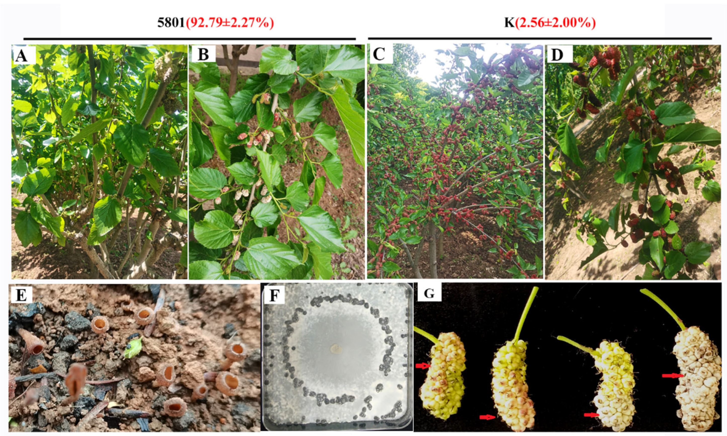 Forests 15 01126 g003 Forests 15 01126 g003