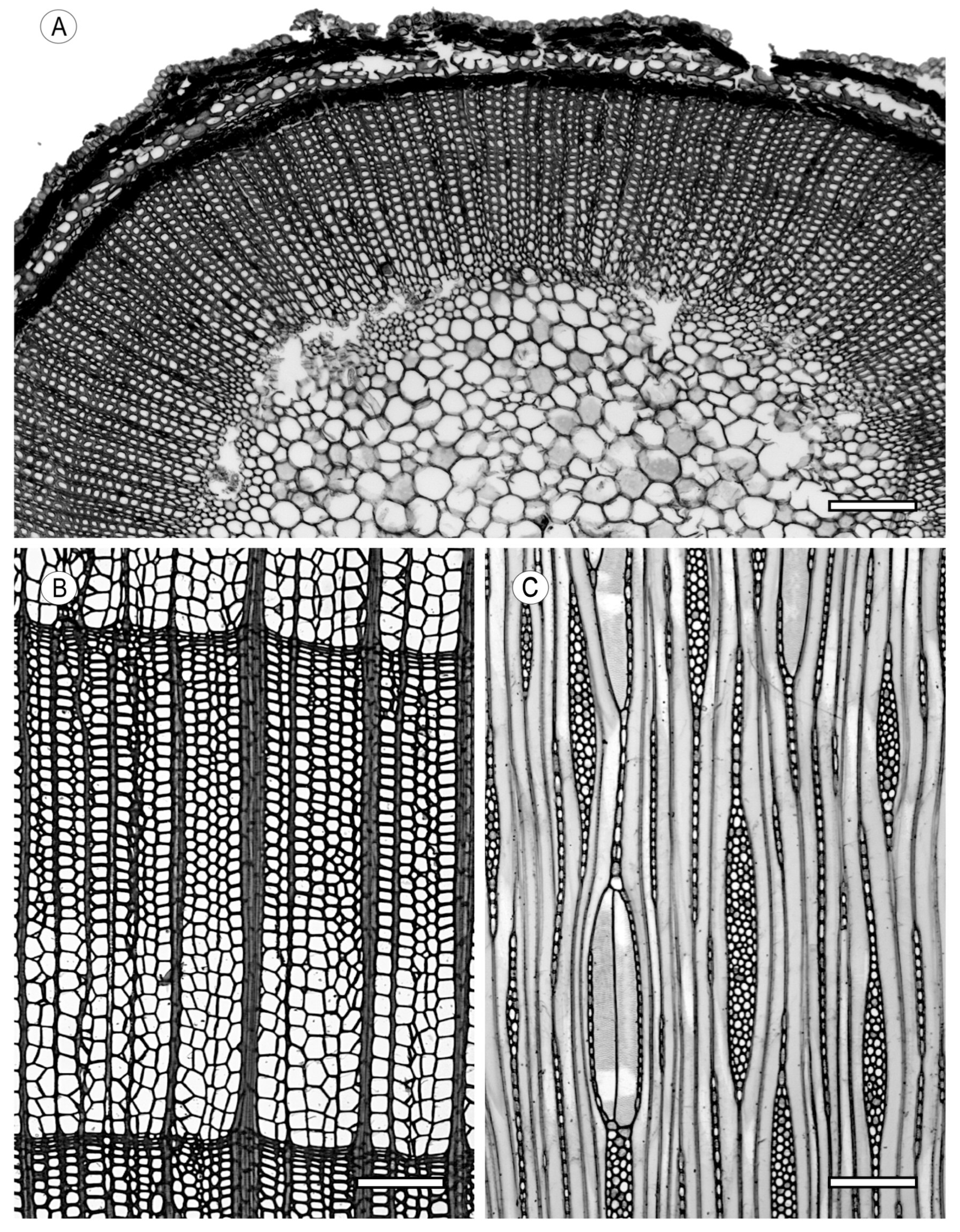 Forests 15 01162 g001