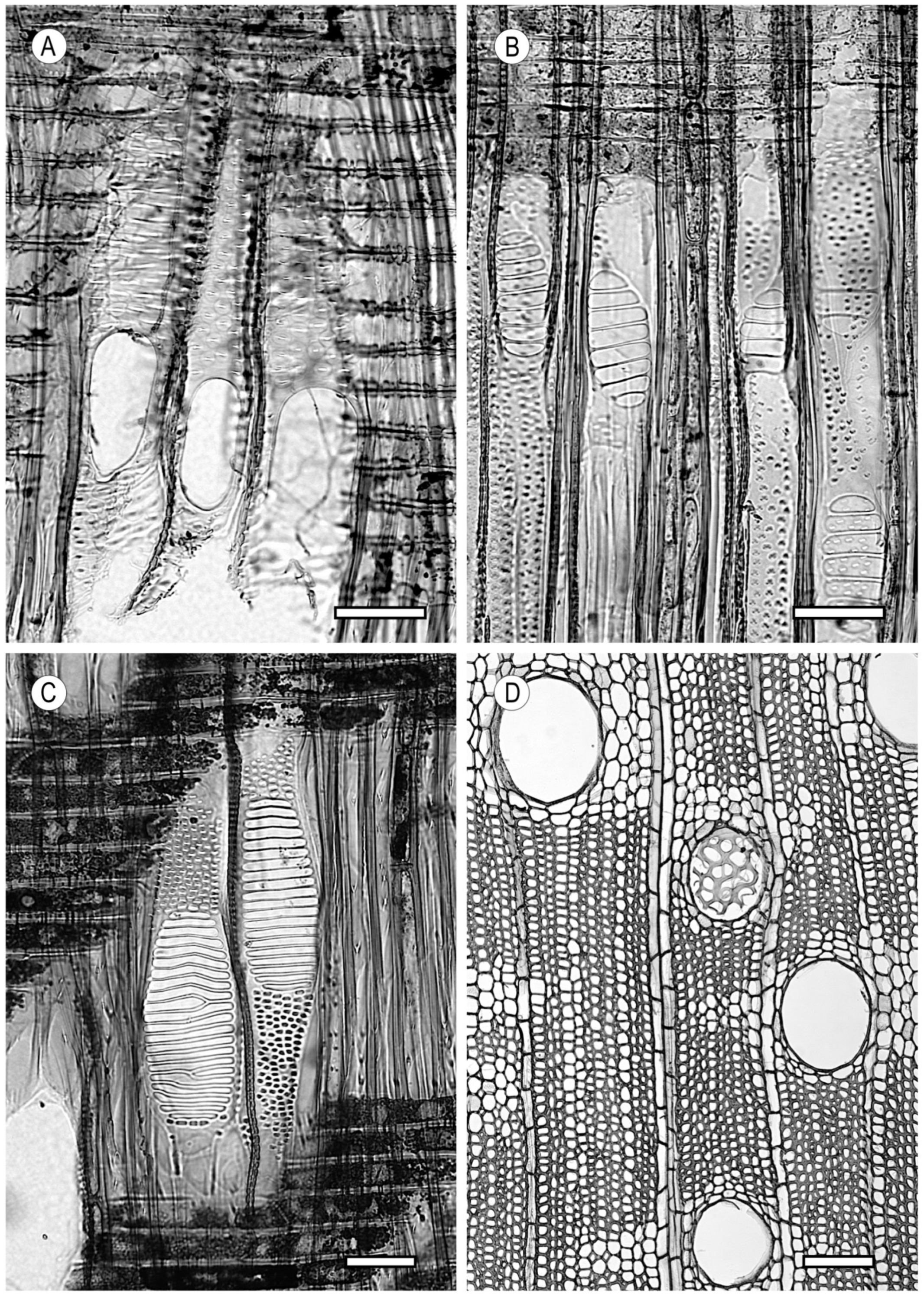 Forests 15 01162 g002