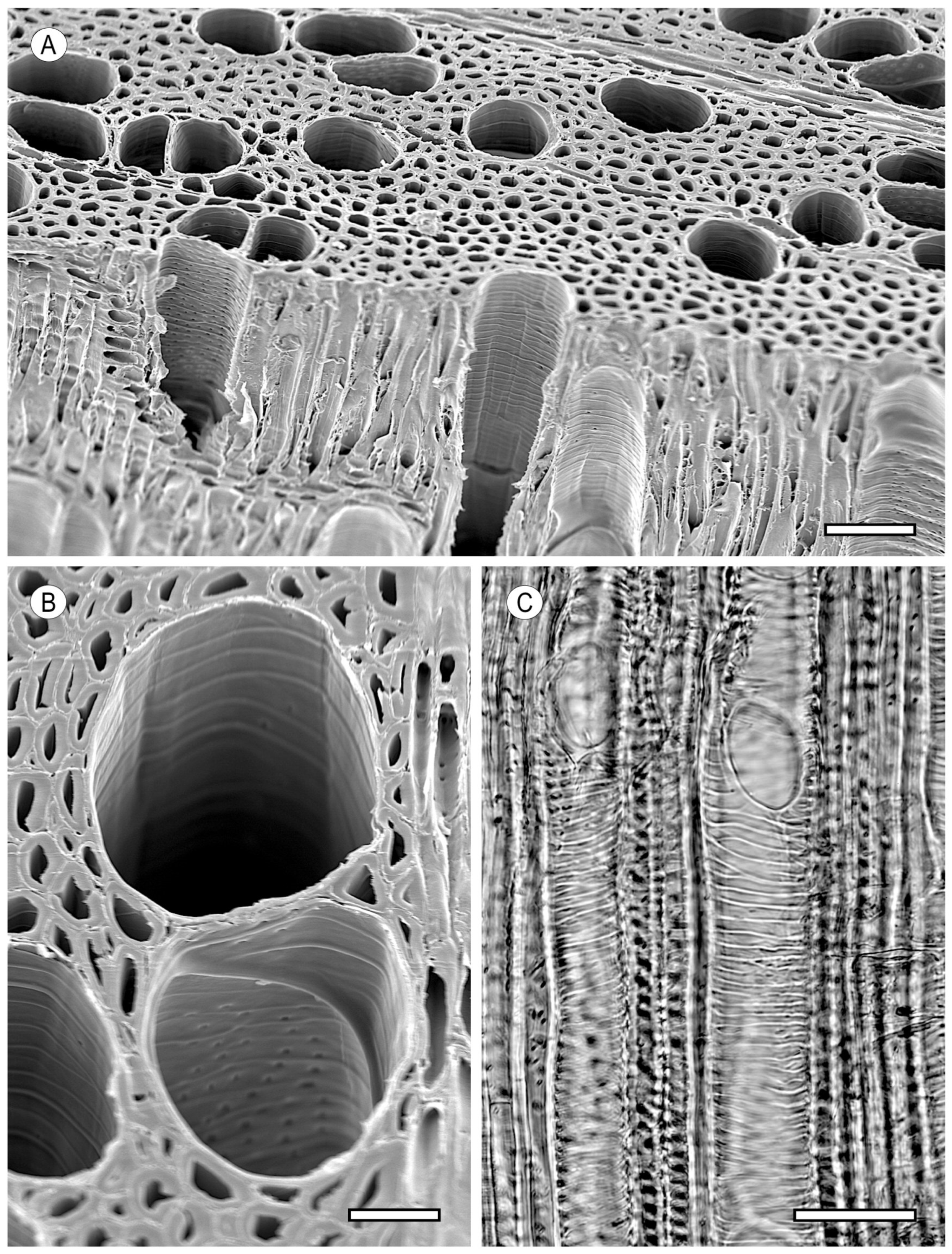 Forests 15 01162 g005