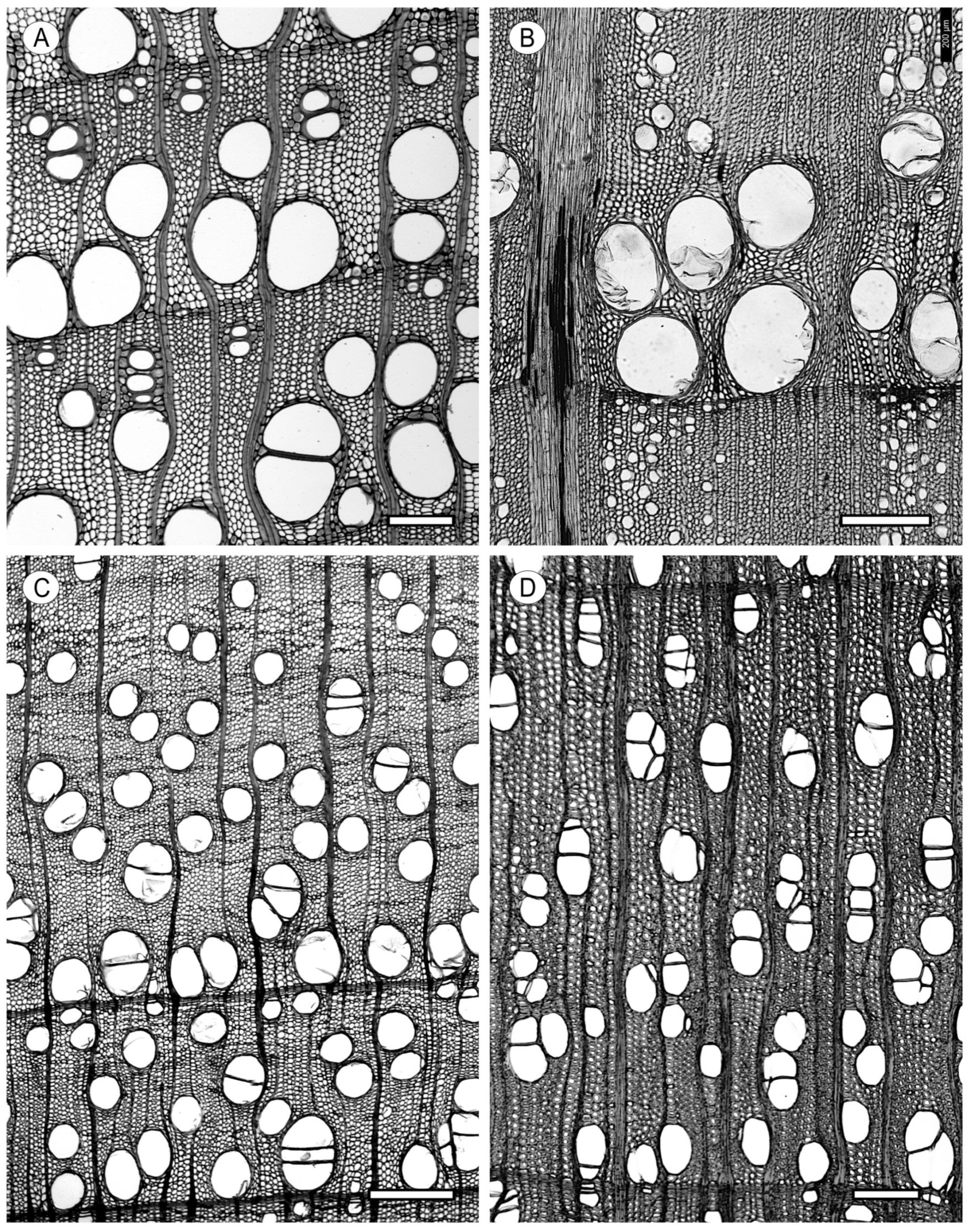 Forests 15 01162 g008