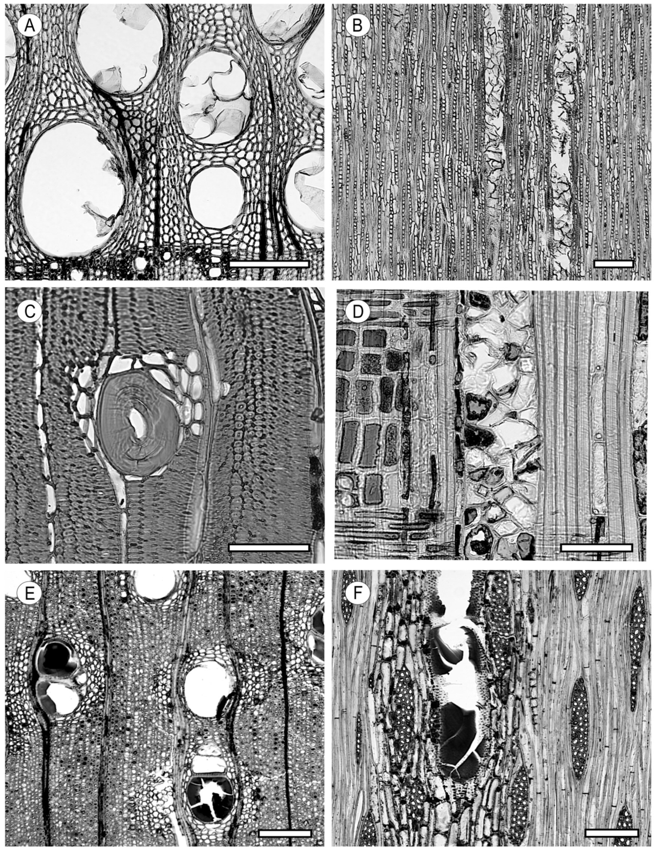 Forests 15 01162 g009