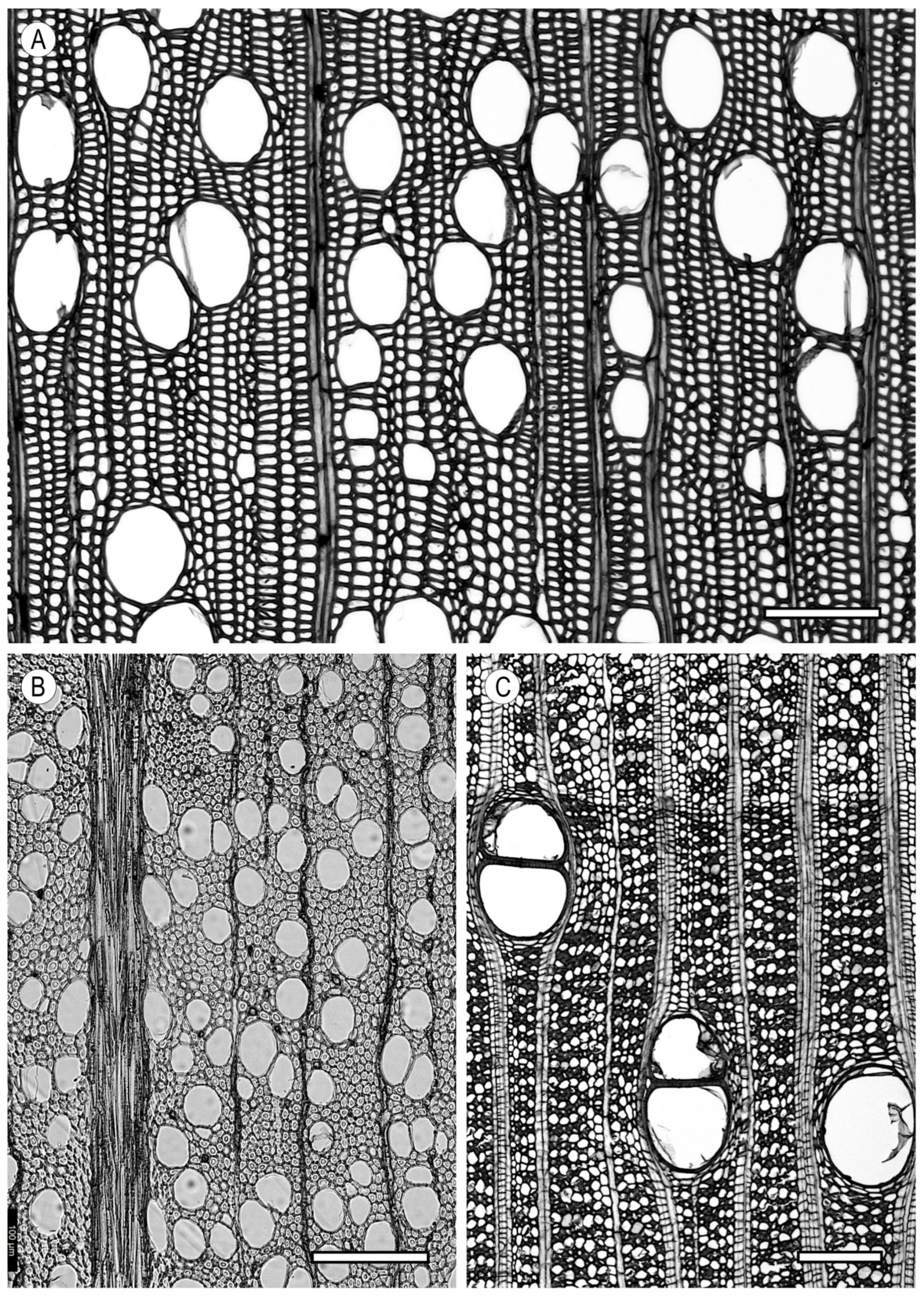 Forests 15 01162 g013