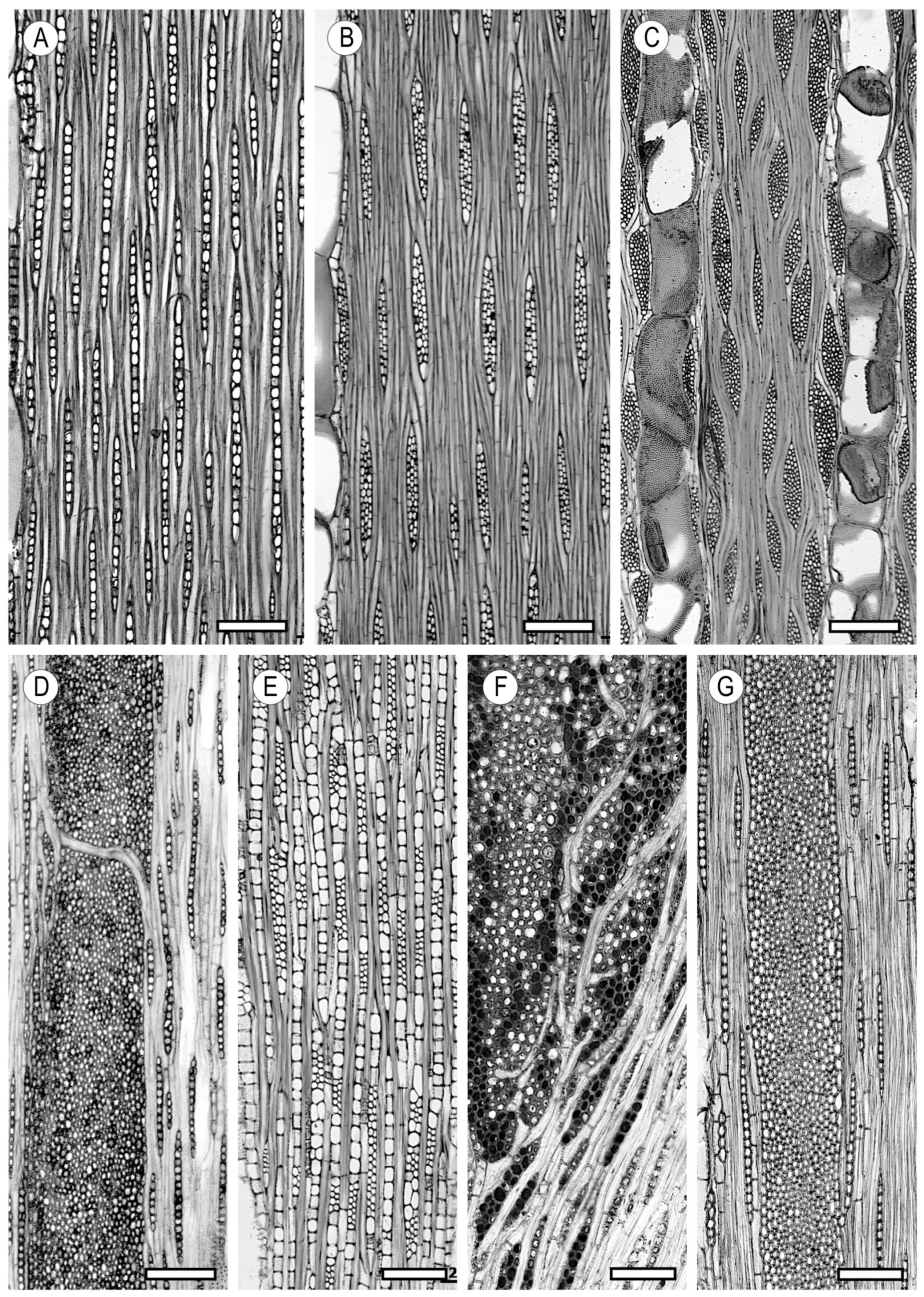 Forests 15 01162 g017