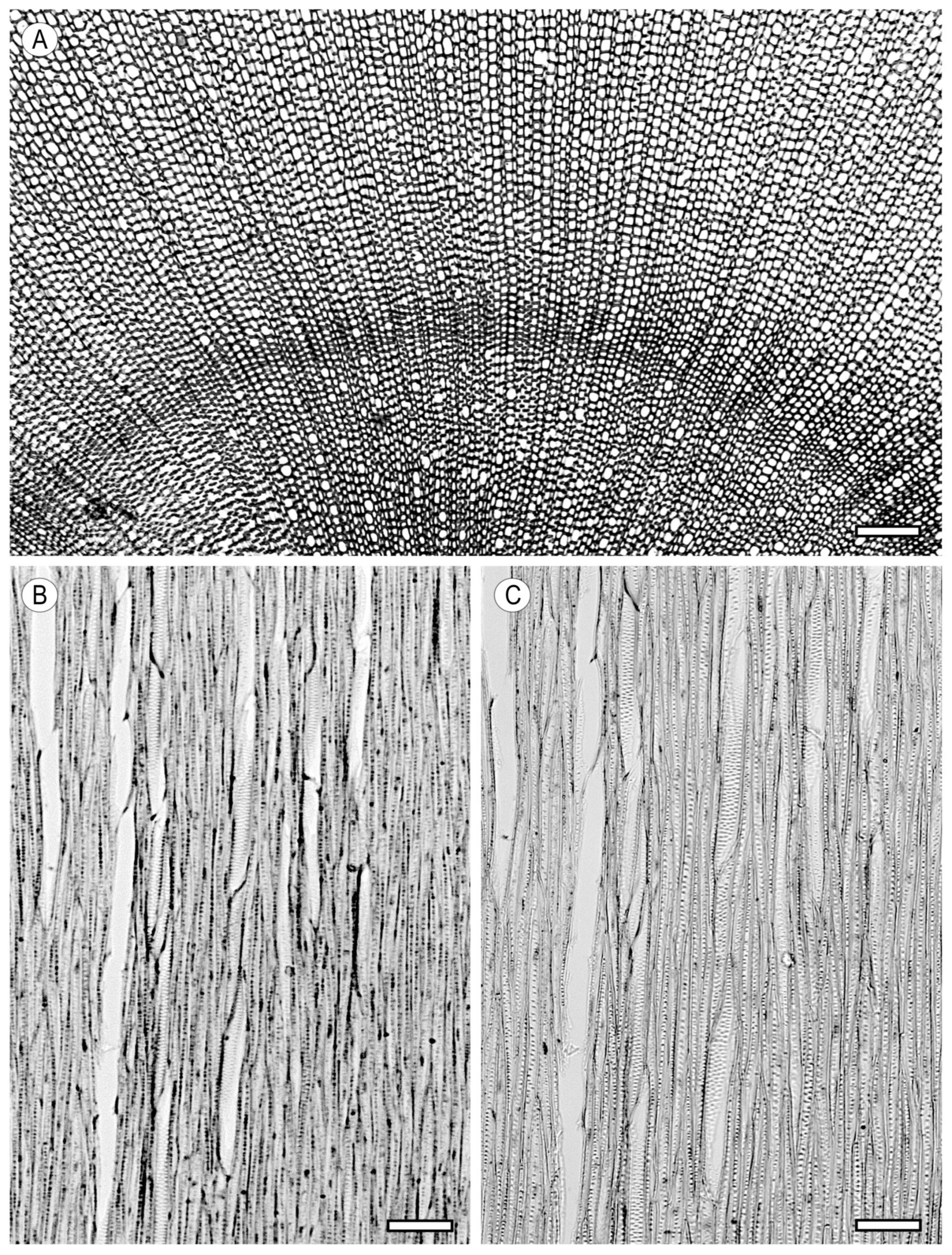 Forests 15 01162 g018