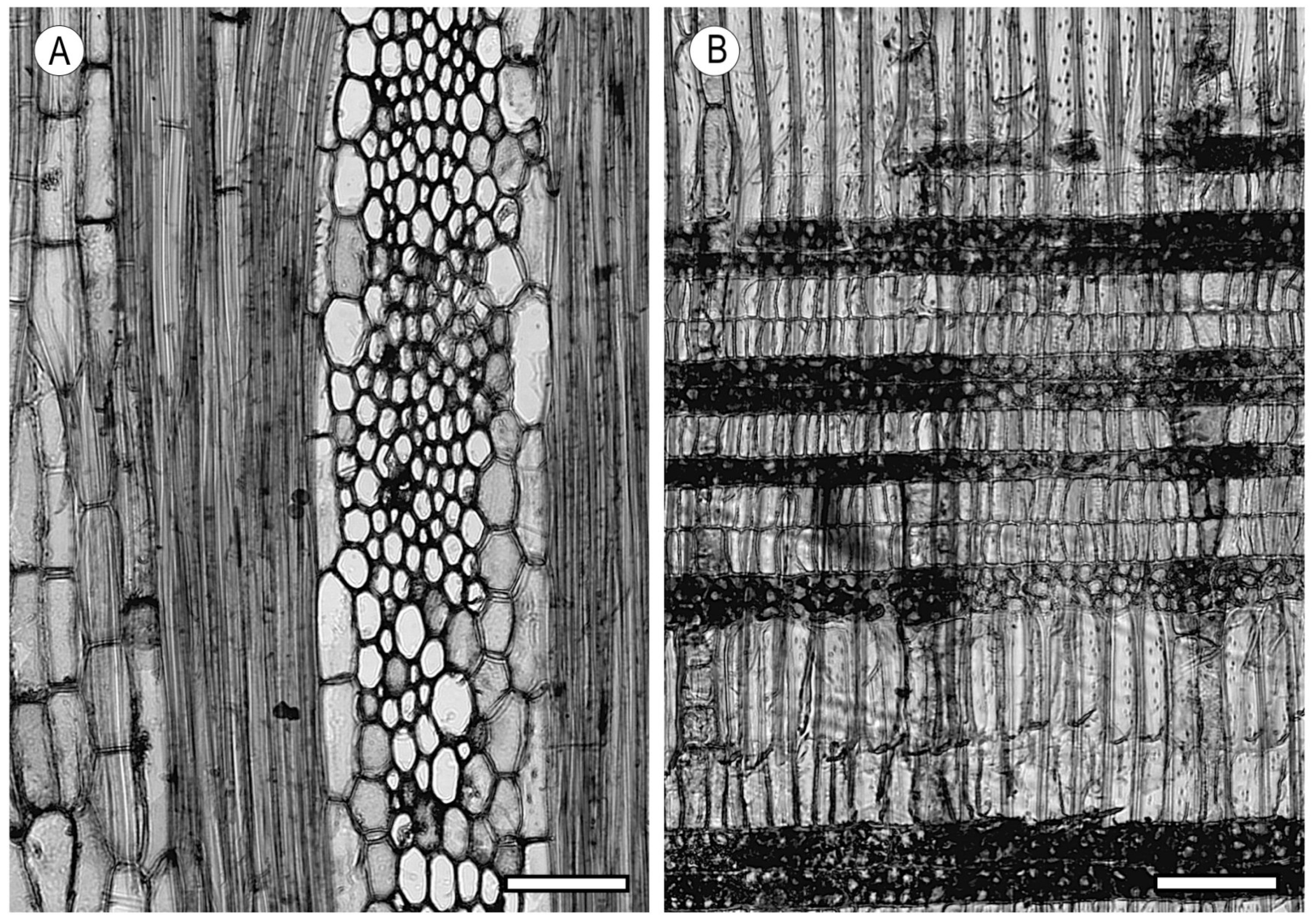 Forests 15 01162 g020