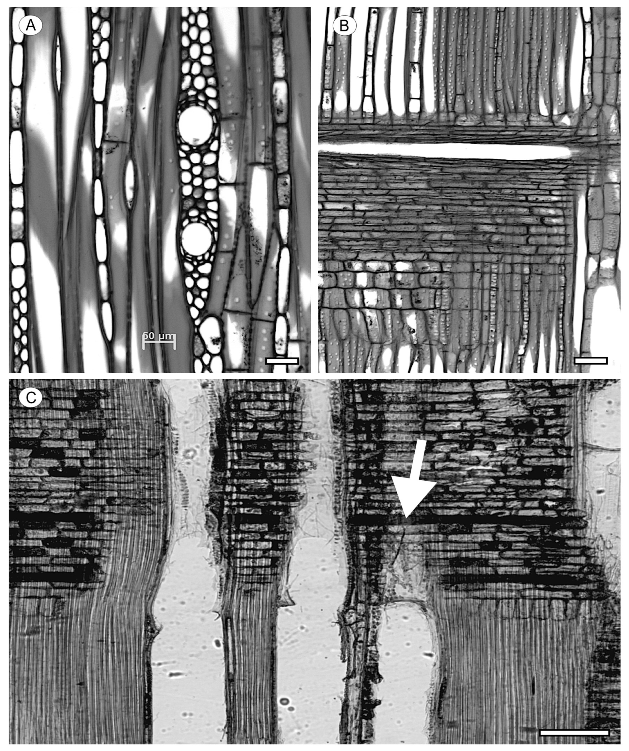 Forests 15 01162 g024