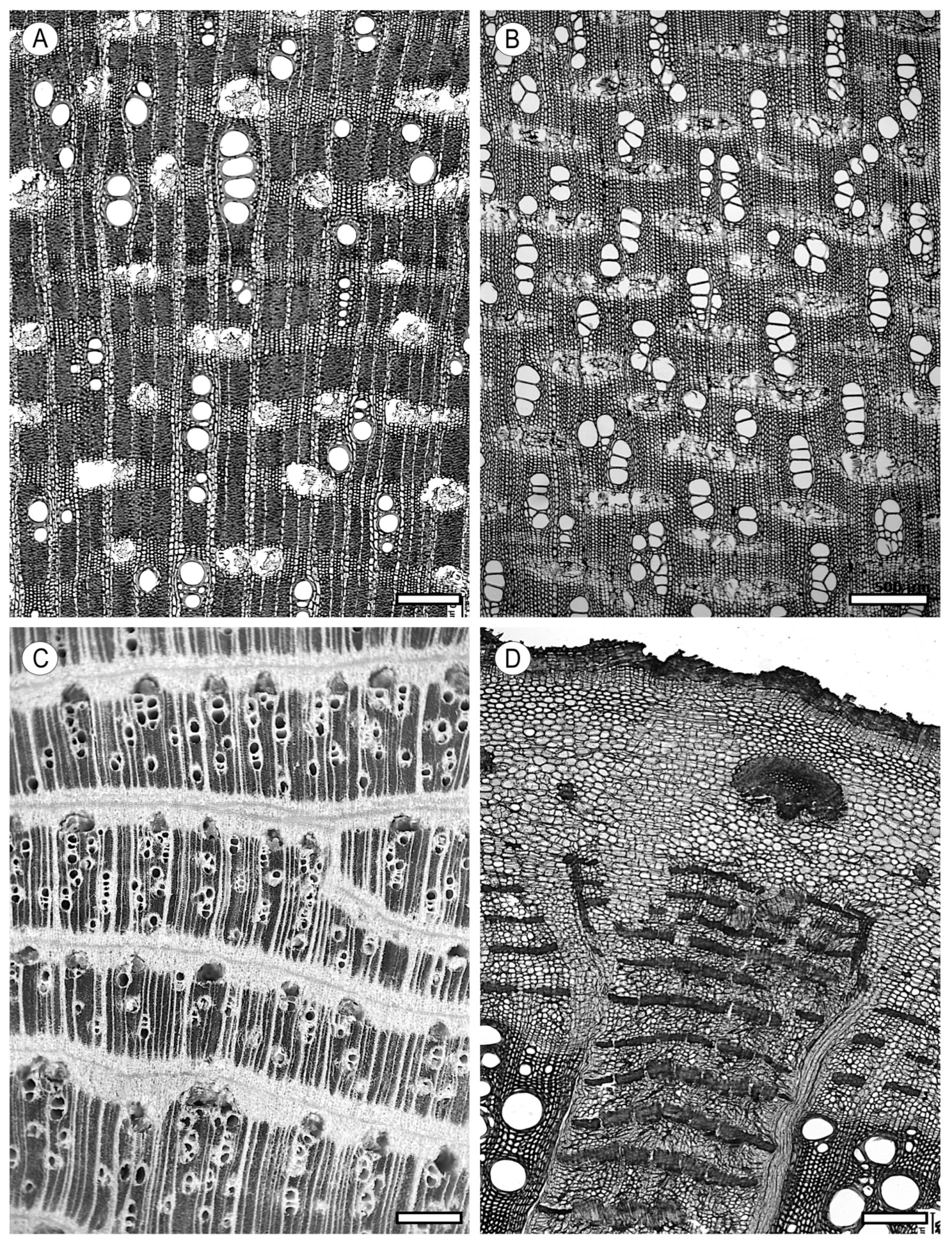 Forests 15 01162 g025