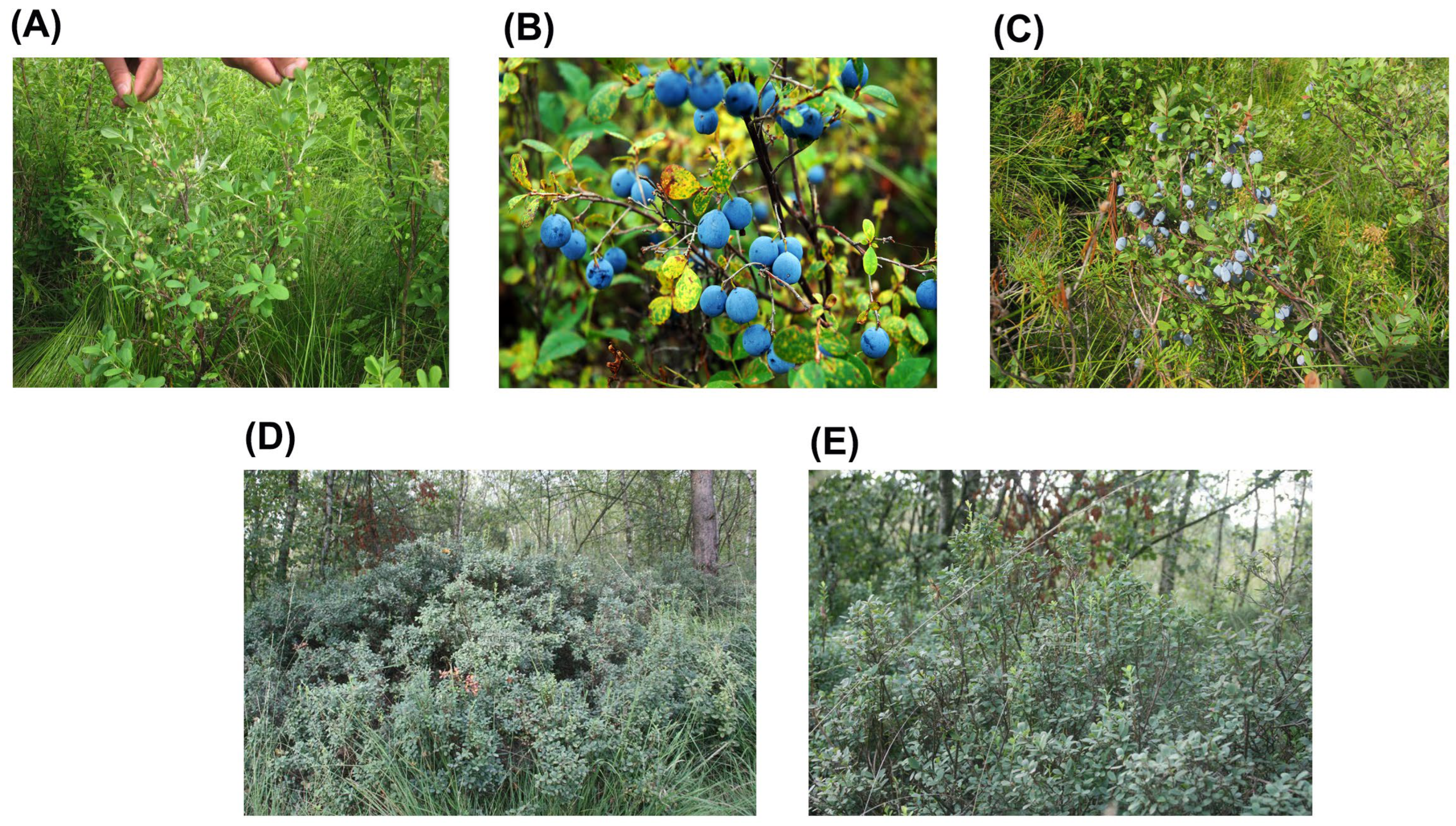 Forests 15 01252 g001