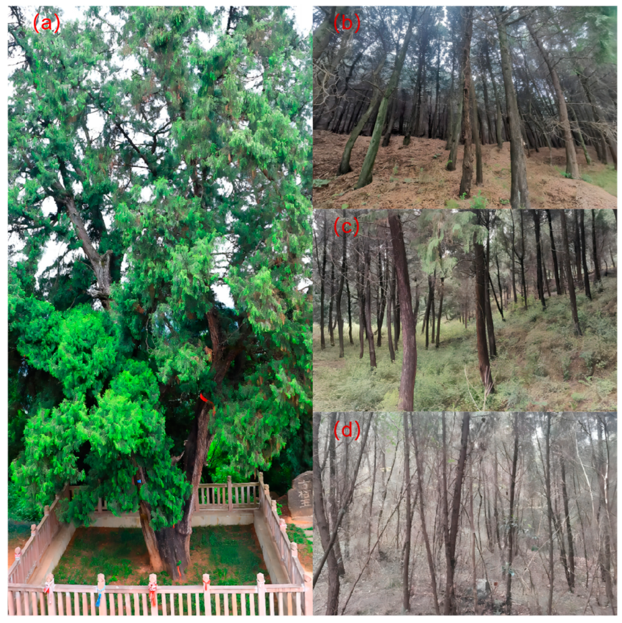 Forests 15 01280 g001