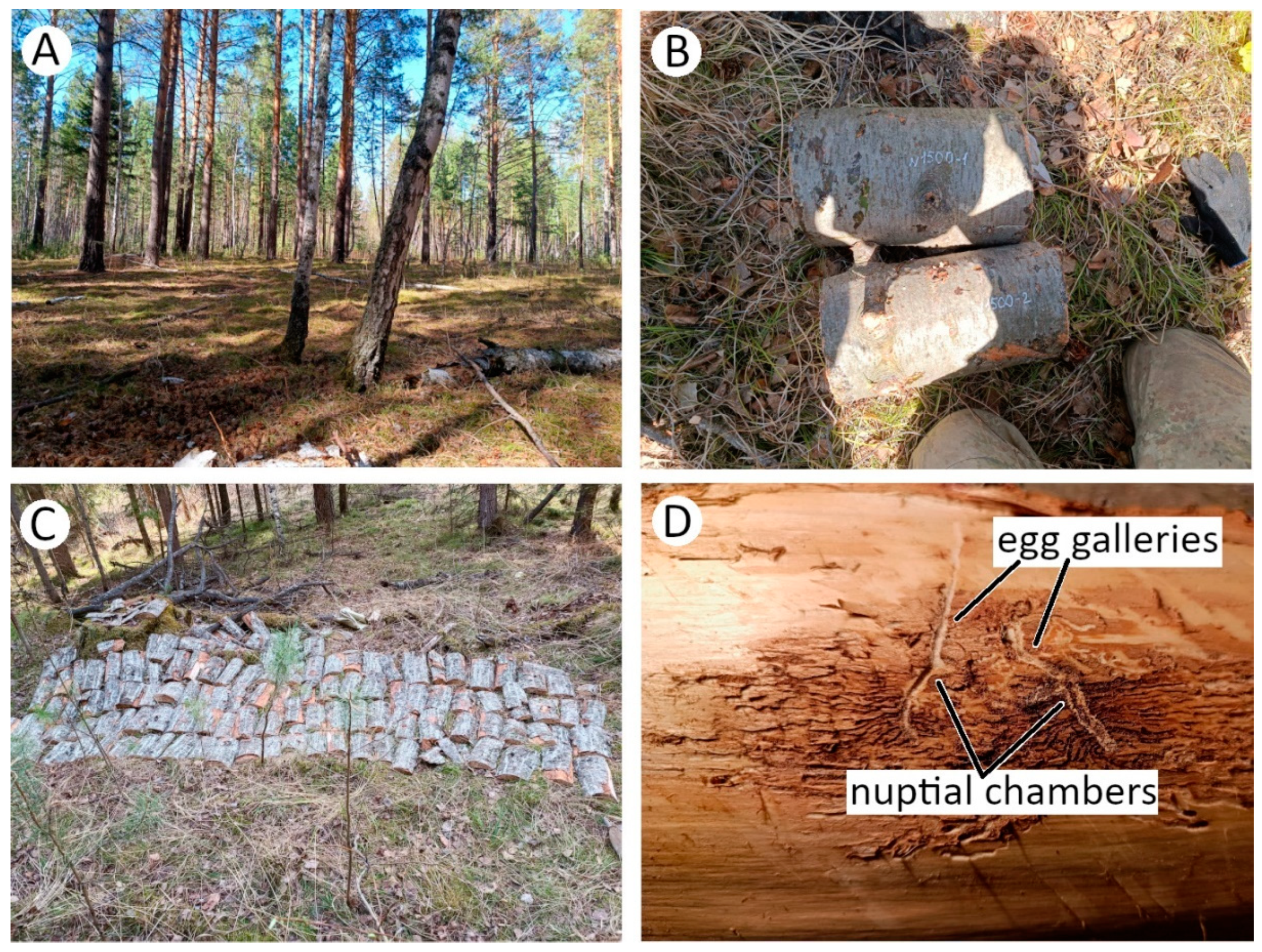 Forests 15 01316 g002