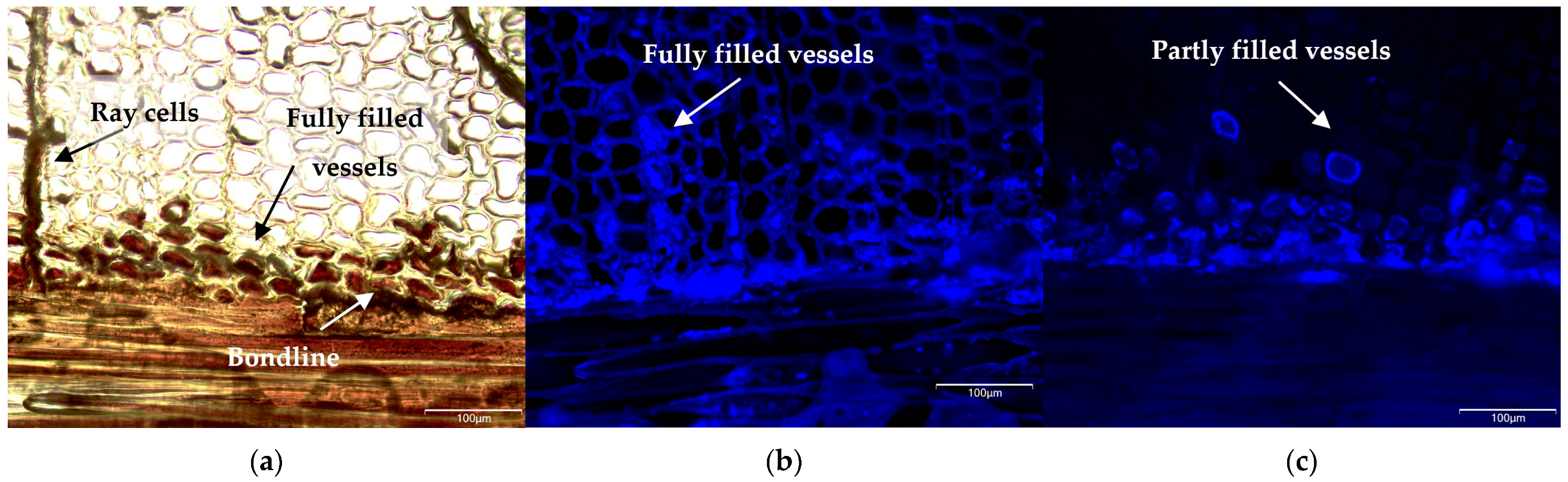 Forests 15 01345 g004