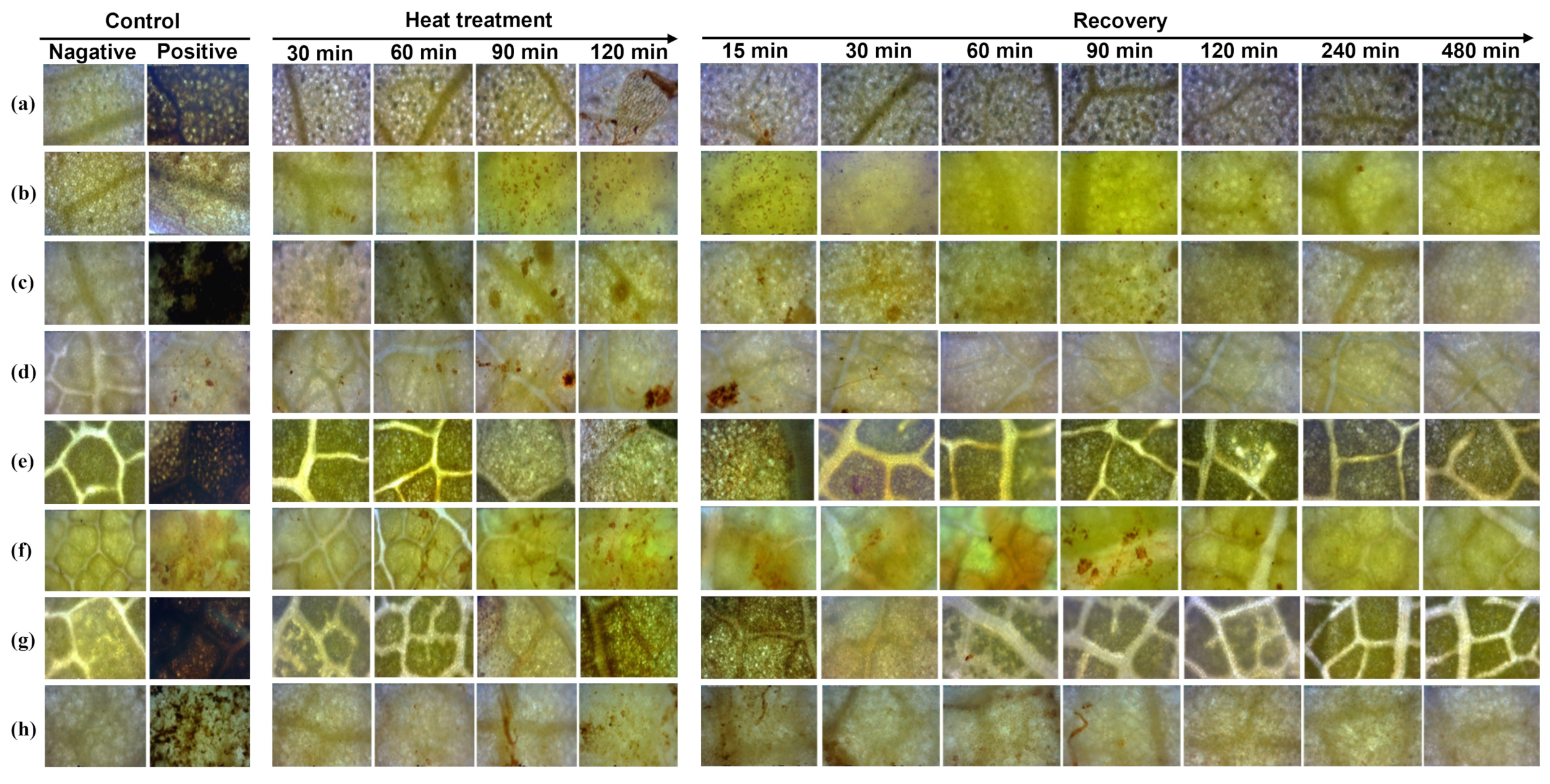 Forests 15 01366 g007