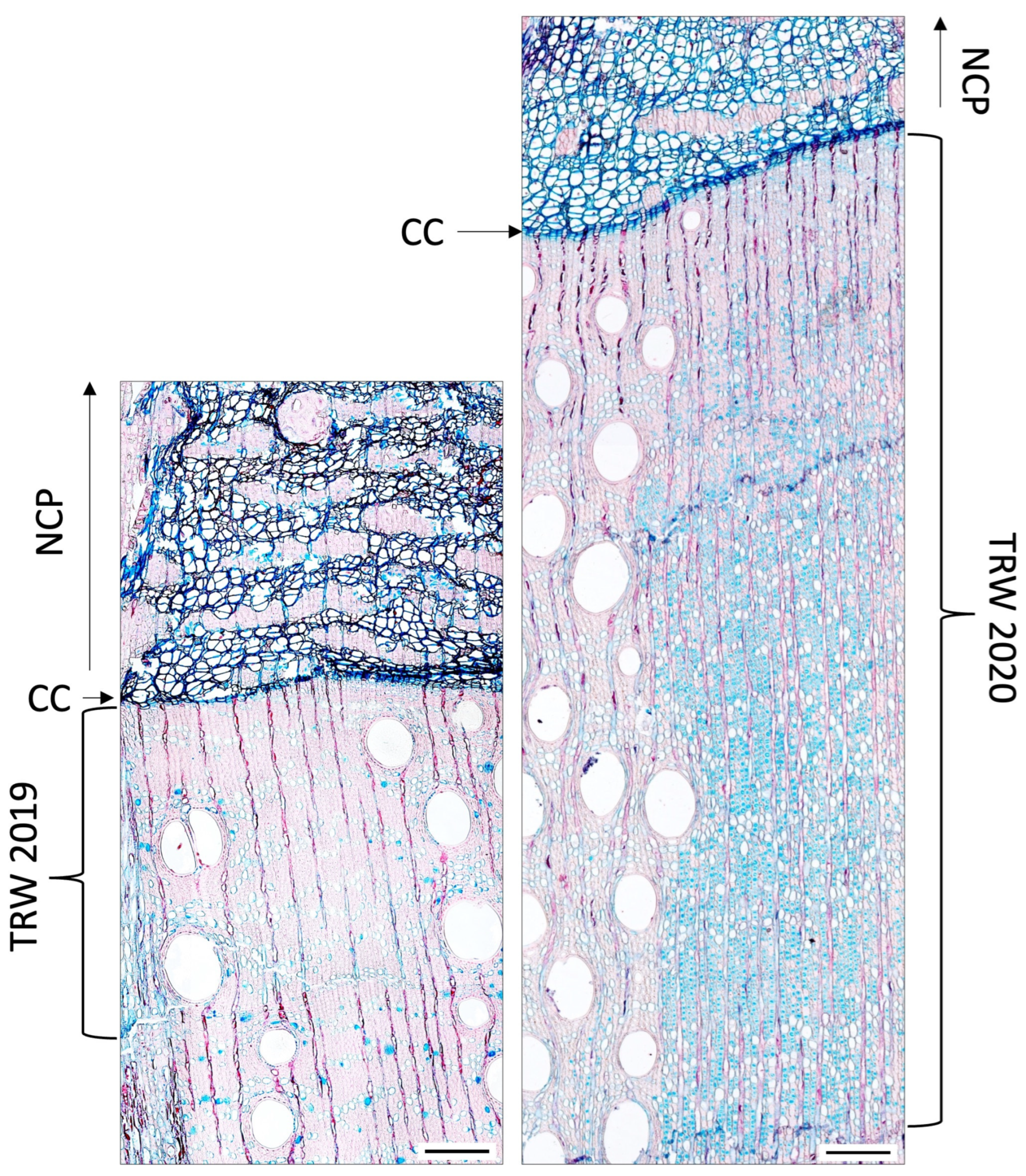 Forests 15 01386 g004