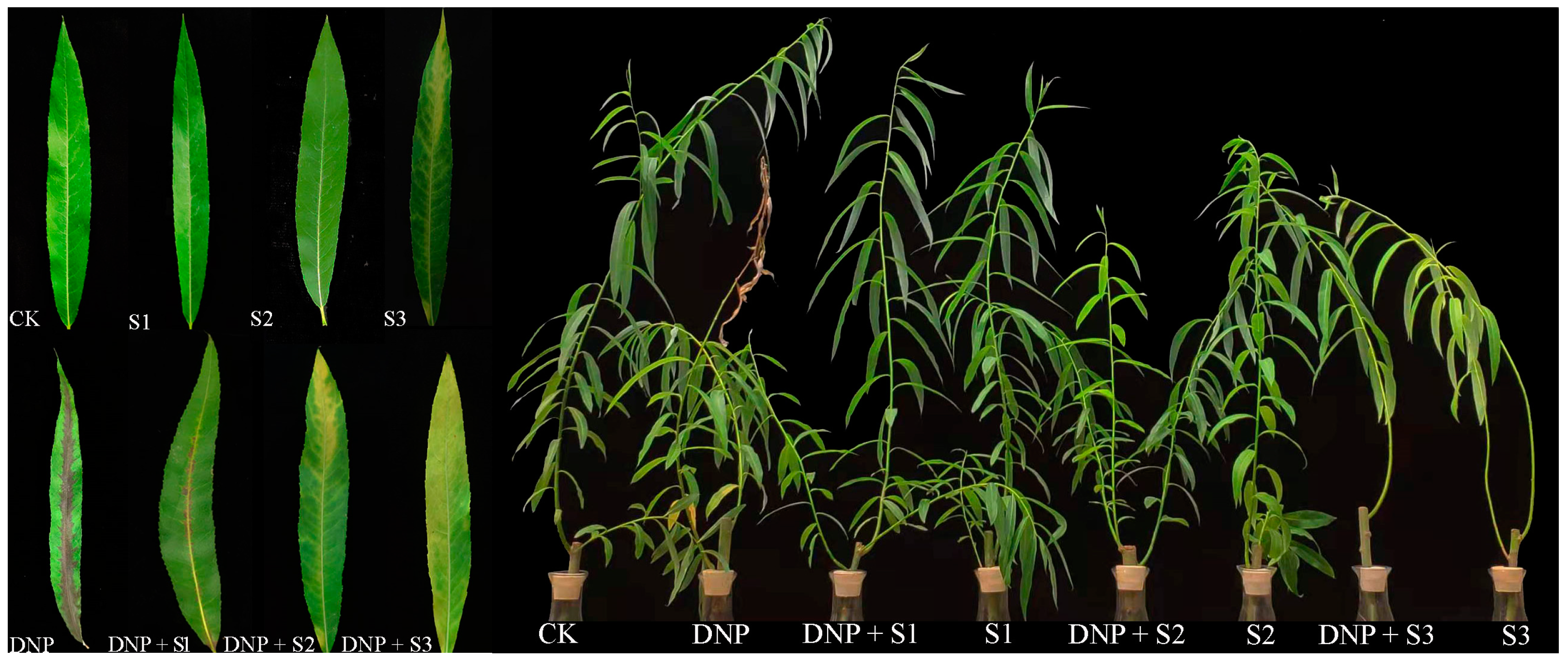 Forests 15 01392 g004 Forests 15 01392 g004