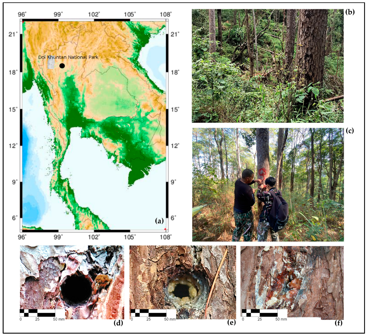 Forests 15 01444 g001